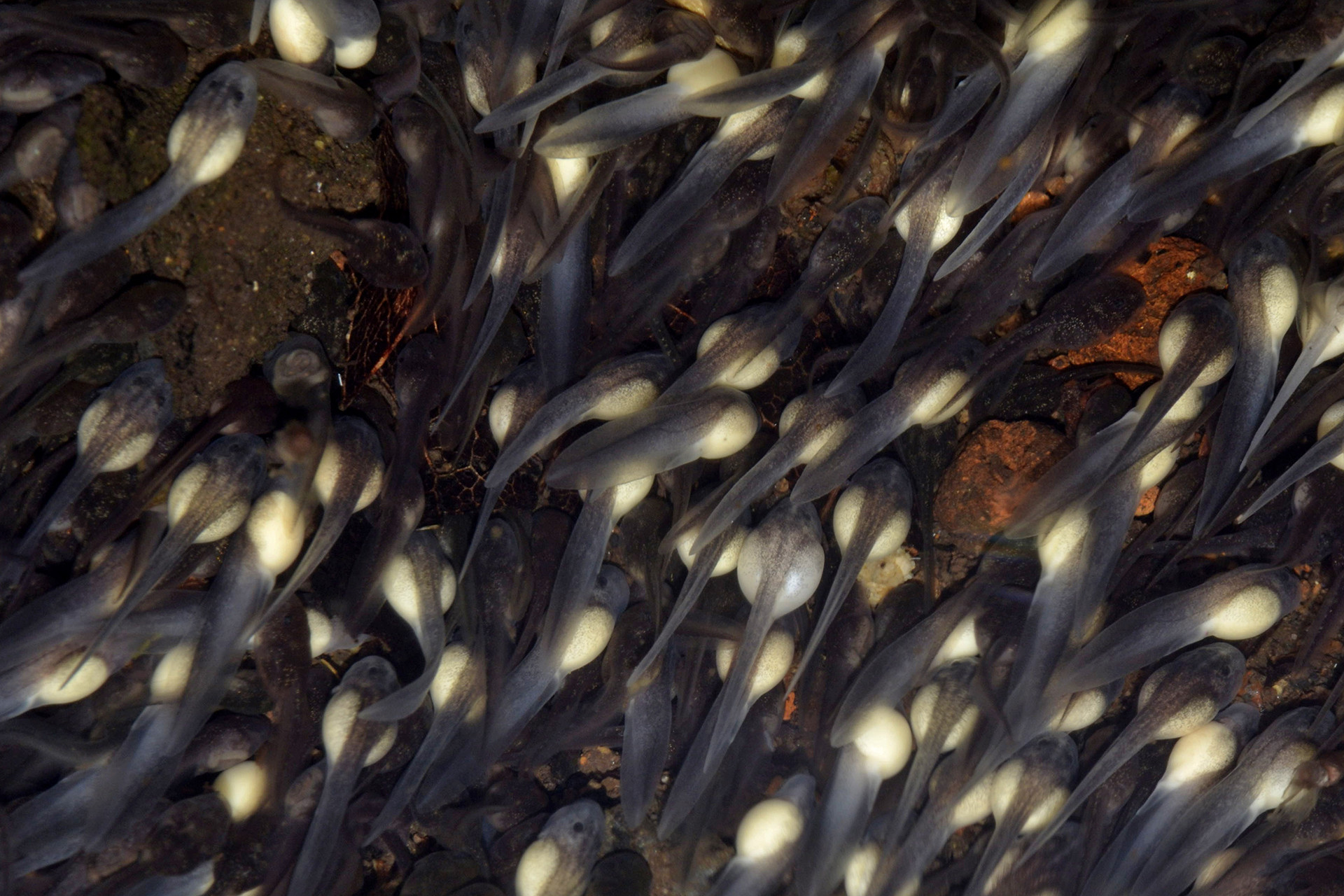 Dsc - The Purple Frog's Race Against Time | Nature inFocus