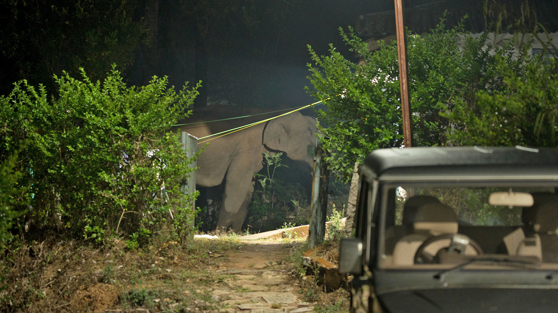 Elephant at field station GAN | Nature Infocus