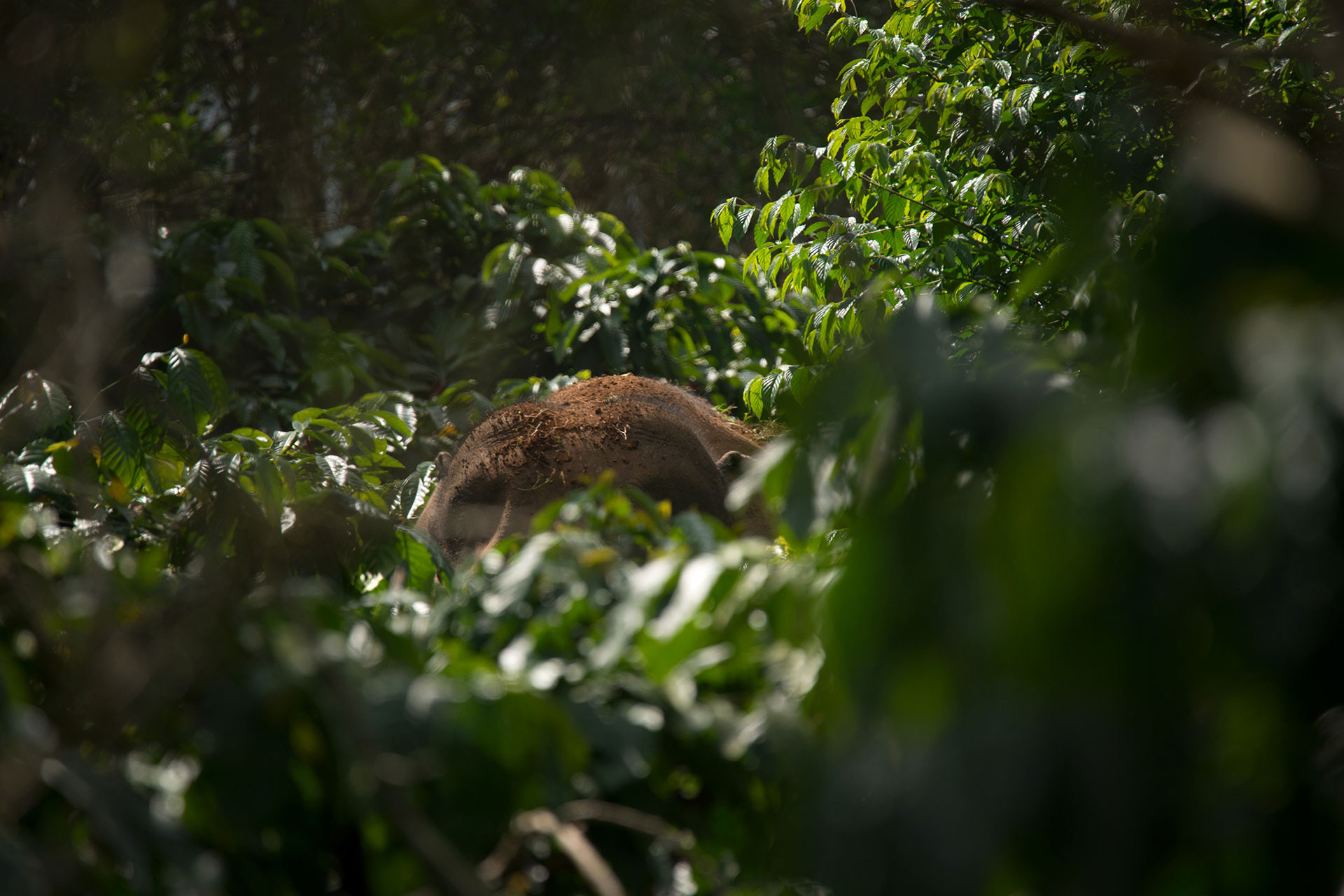 Elephants in Coffee GAN | Nature Infocus