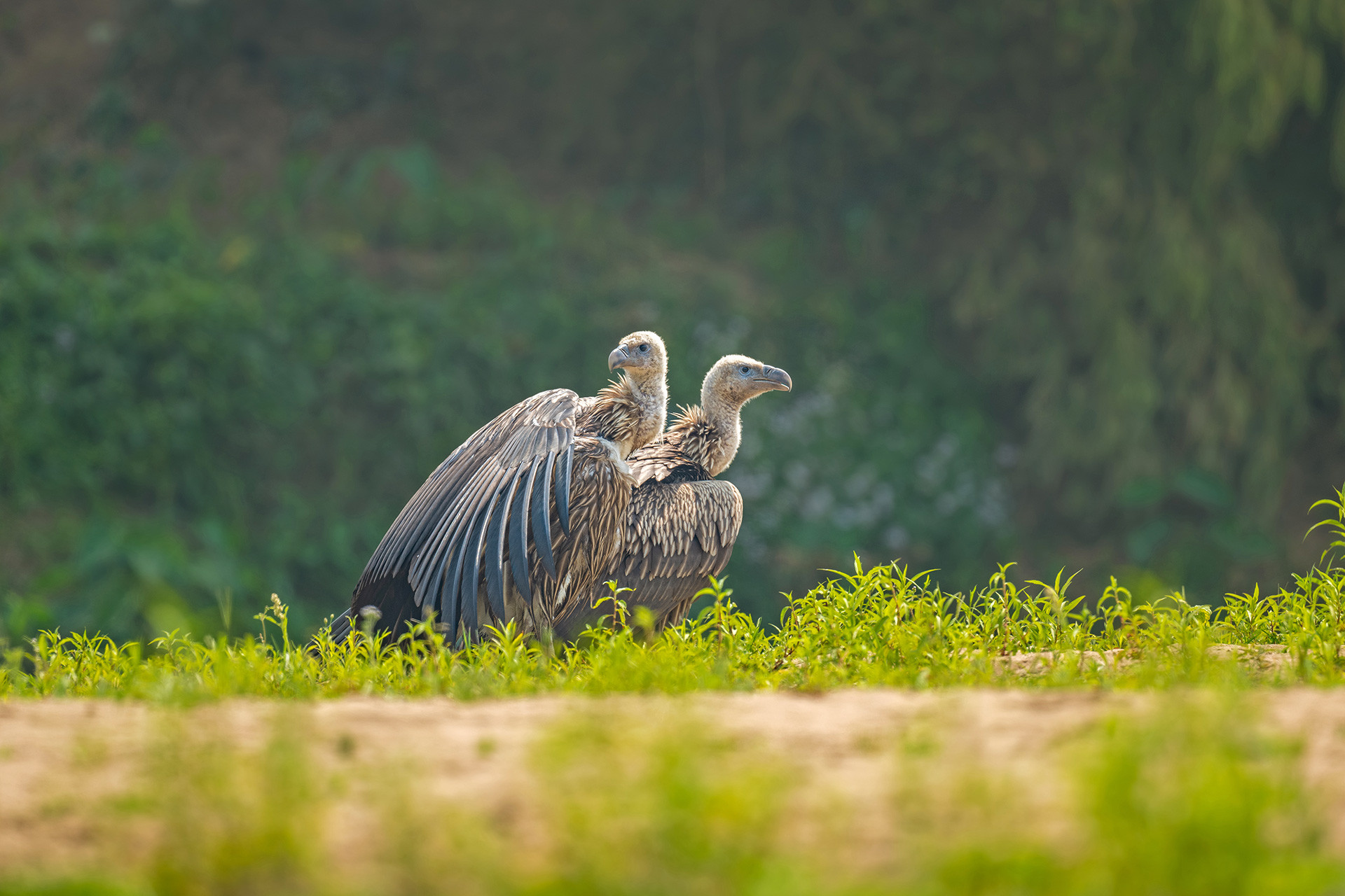 Endangered Himalayan Vulture Anindita | Nature Infocus