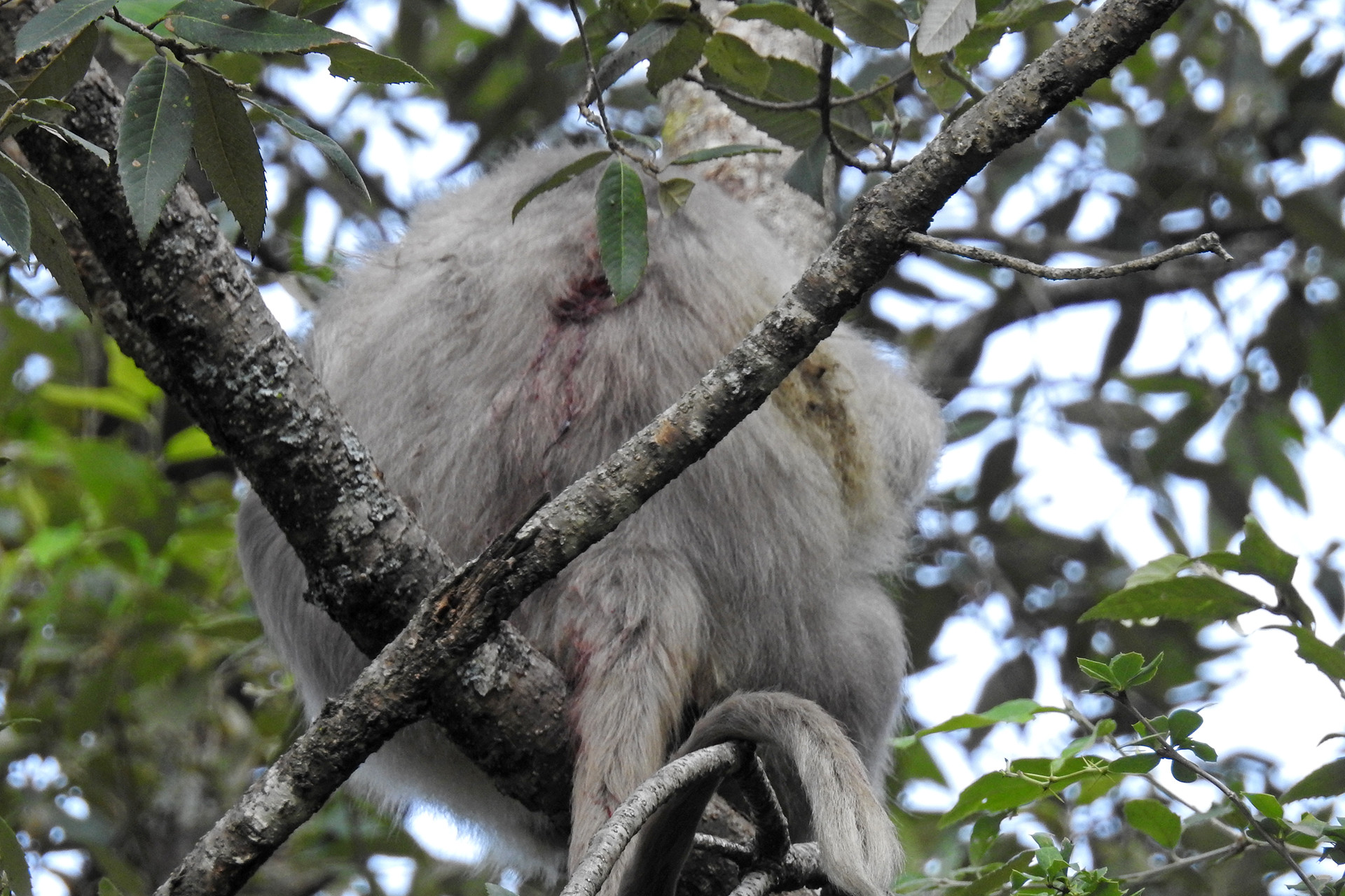 Figure - The Himalayan Langur's Battle For Survival | Nature inFocus