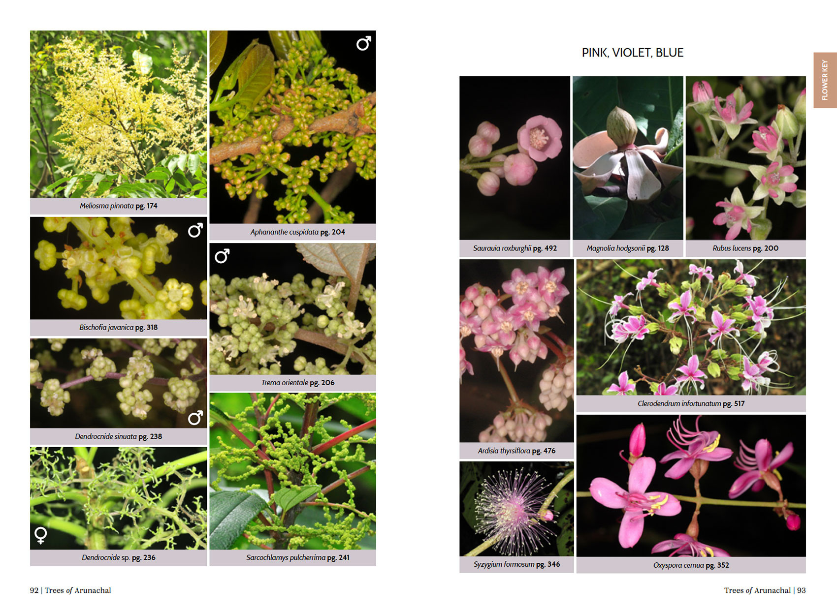      FlowerPage   ArunachalTrees | Nature Infocus