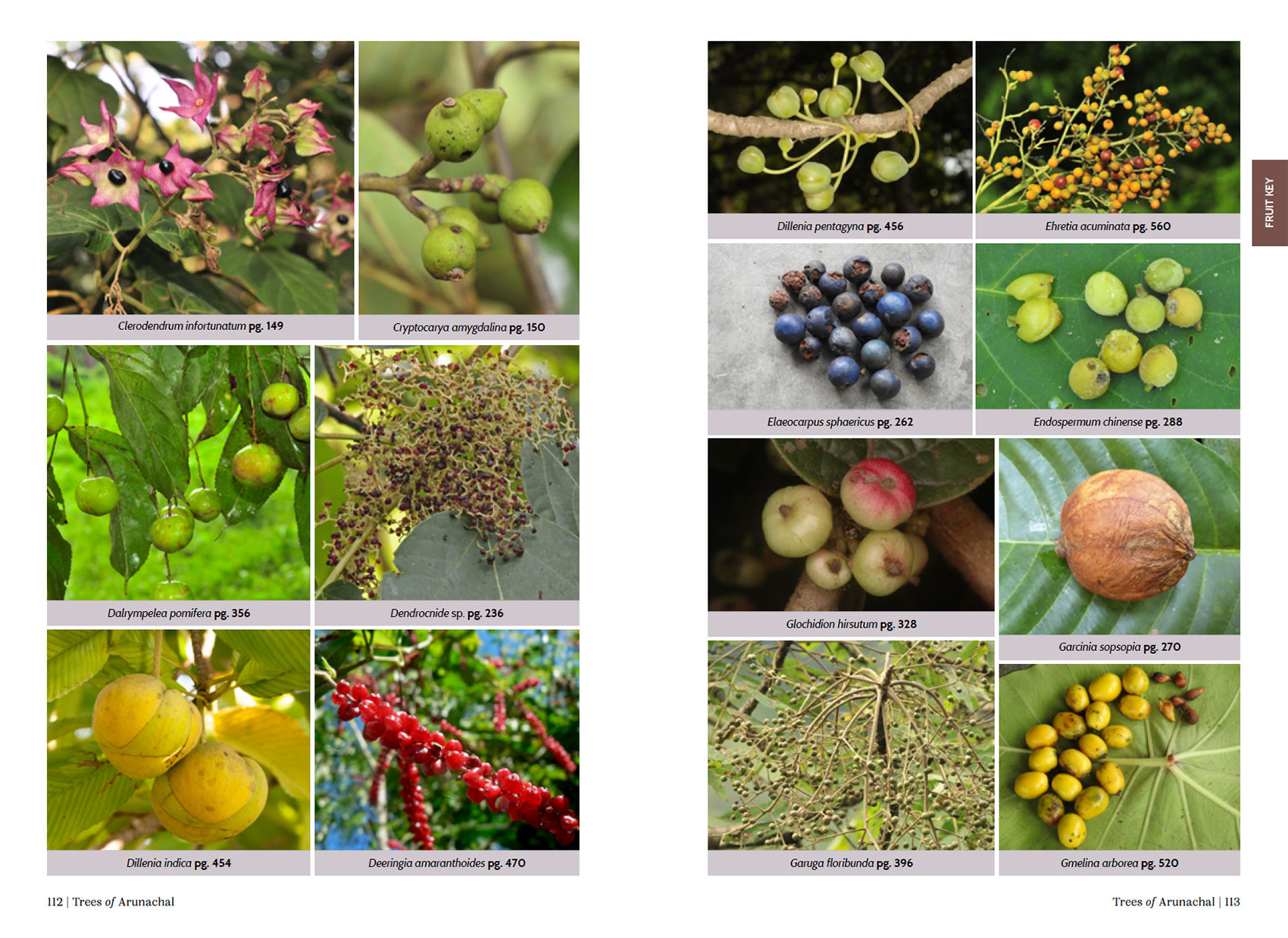      FruitPage   ArunachalTrees | Nature Infocus