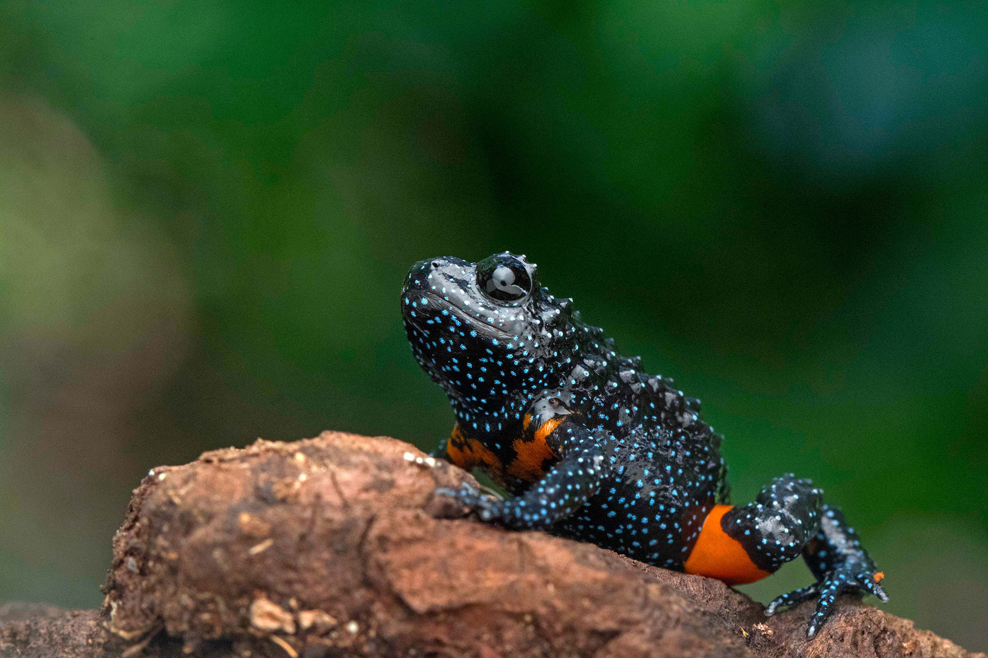 Galaxy Frog Melanobatrachus indicus
