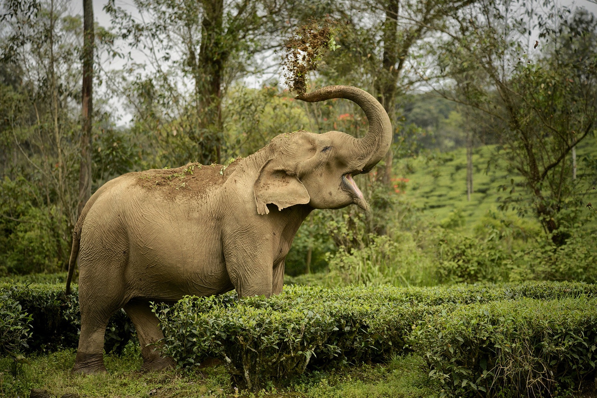 Gan     mid res - Quick Five: Sreedhar Vijayakrishnan | Nature inFocus