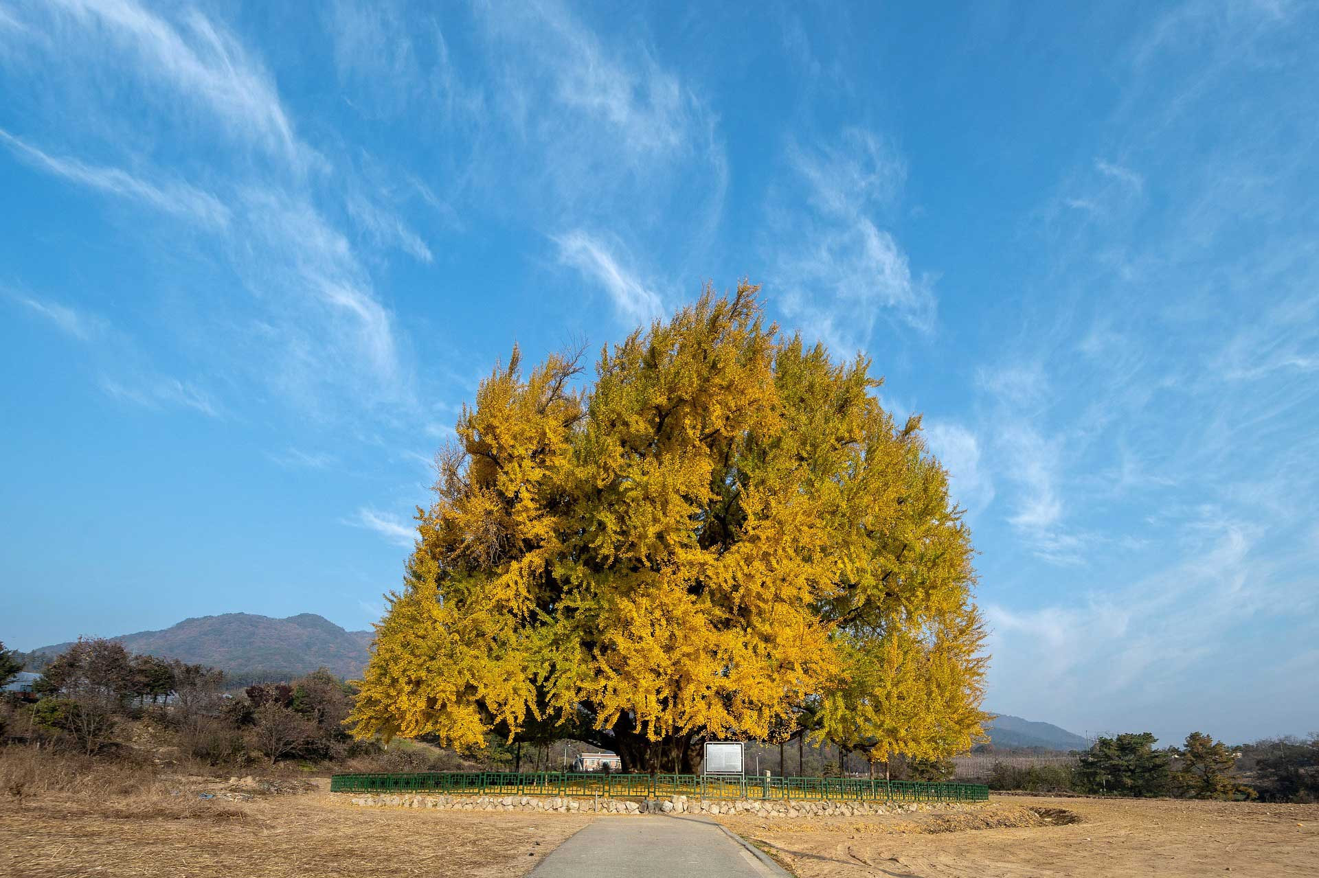 ginkgo tree china
