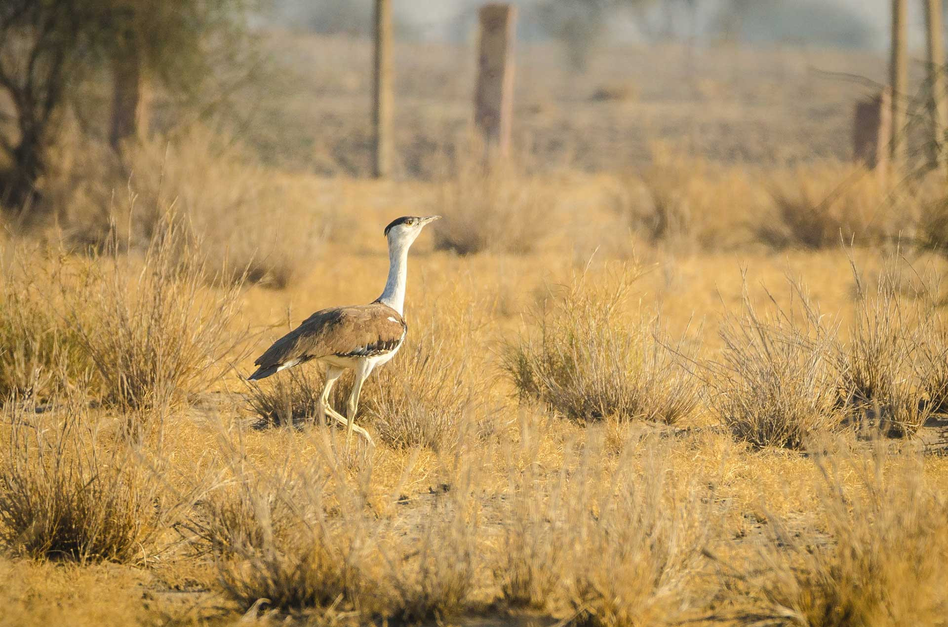 Critically endangered bird Great Indian Bustard from Desert National Park in Rajasthan