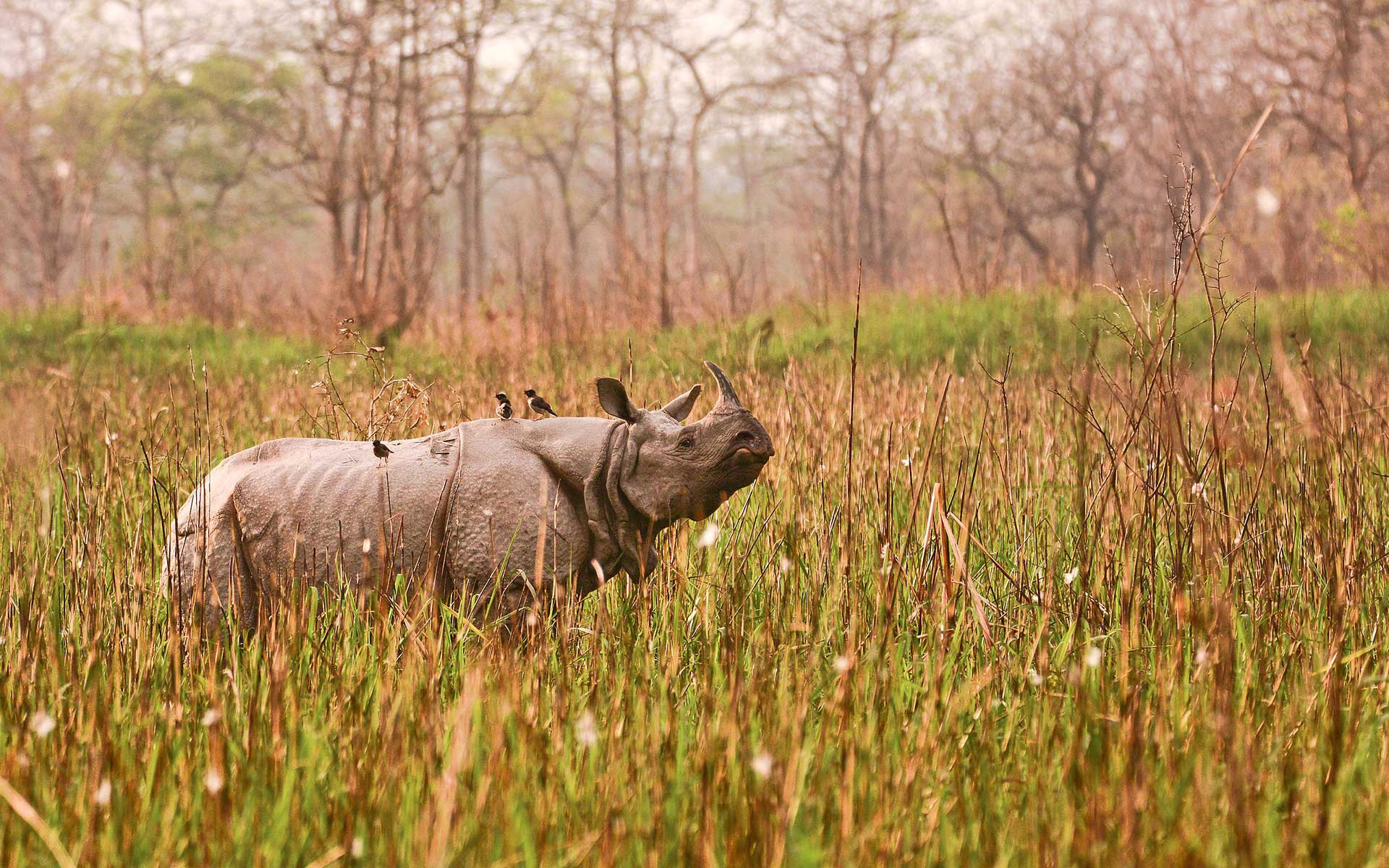 Greater One-horned Rhinoceros in a national park in Assam India 