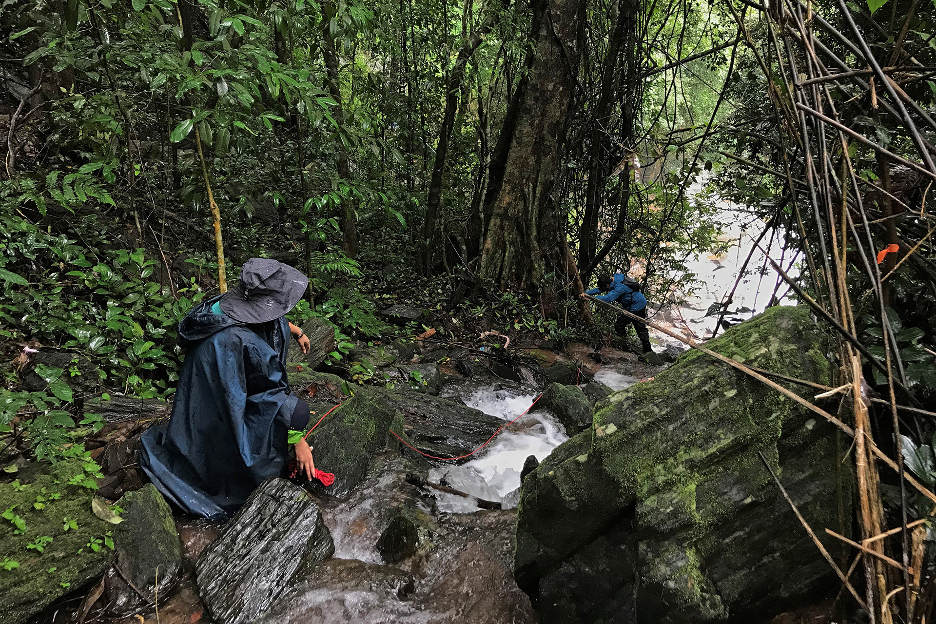 Habitat - The Foot-Flagging Frogs Of The Western Ghats | Nature inFocus