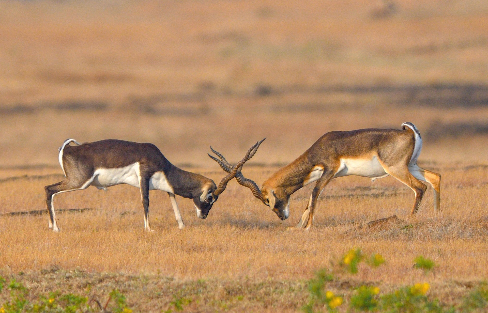 Haryana Rupesh Kukade | Nature Infocus