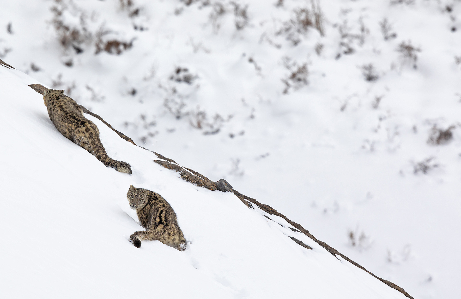 Himachal indranil basu mallick | Nature Infocus