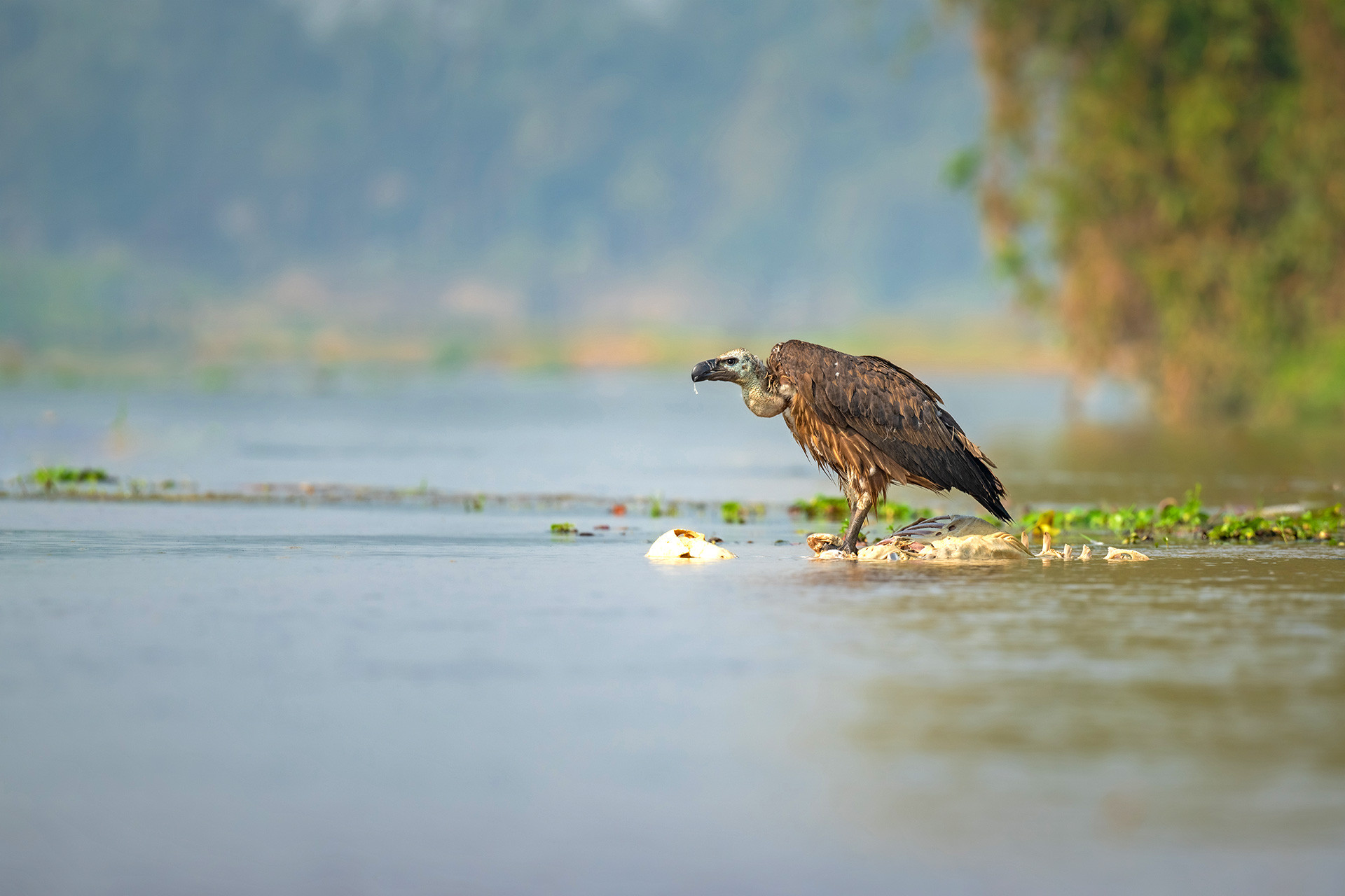 Himalayan griffon Anindita | Nature Infocus