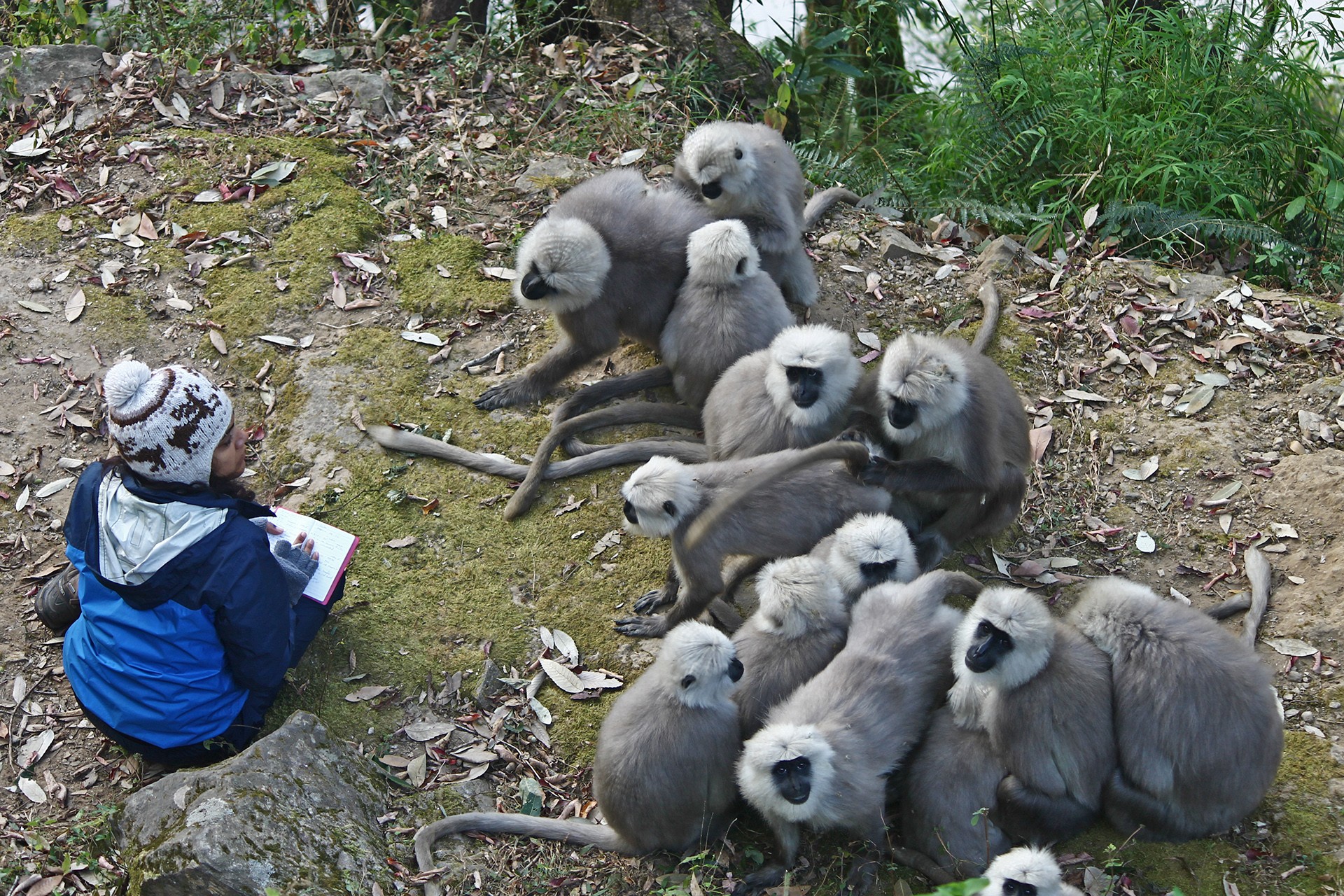 Himani langurs - Living With Langurs | Nature inFocus