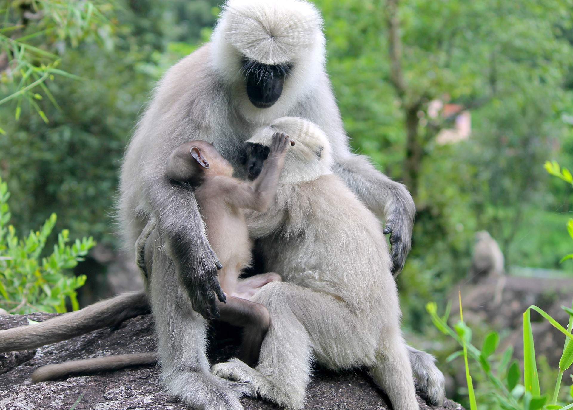Himani langurs - Living With Langurs | Nature inFocus