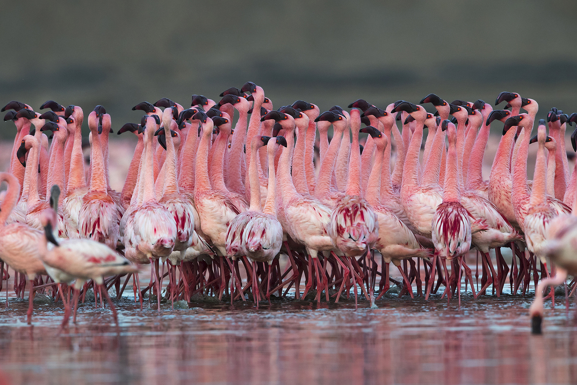hira punjabi | Nature Infocus