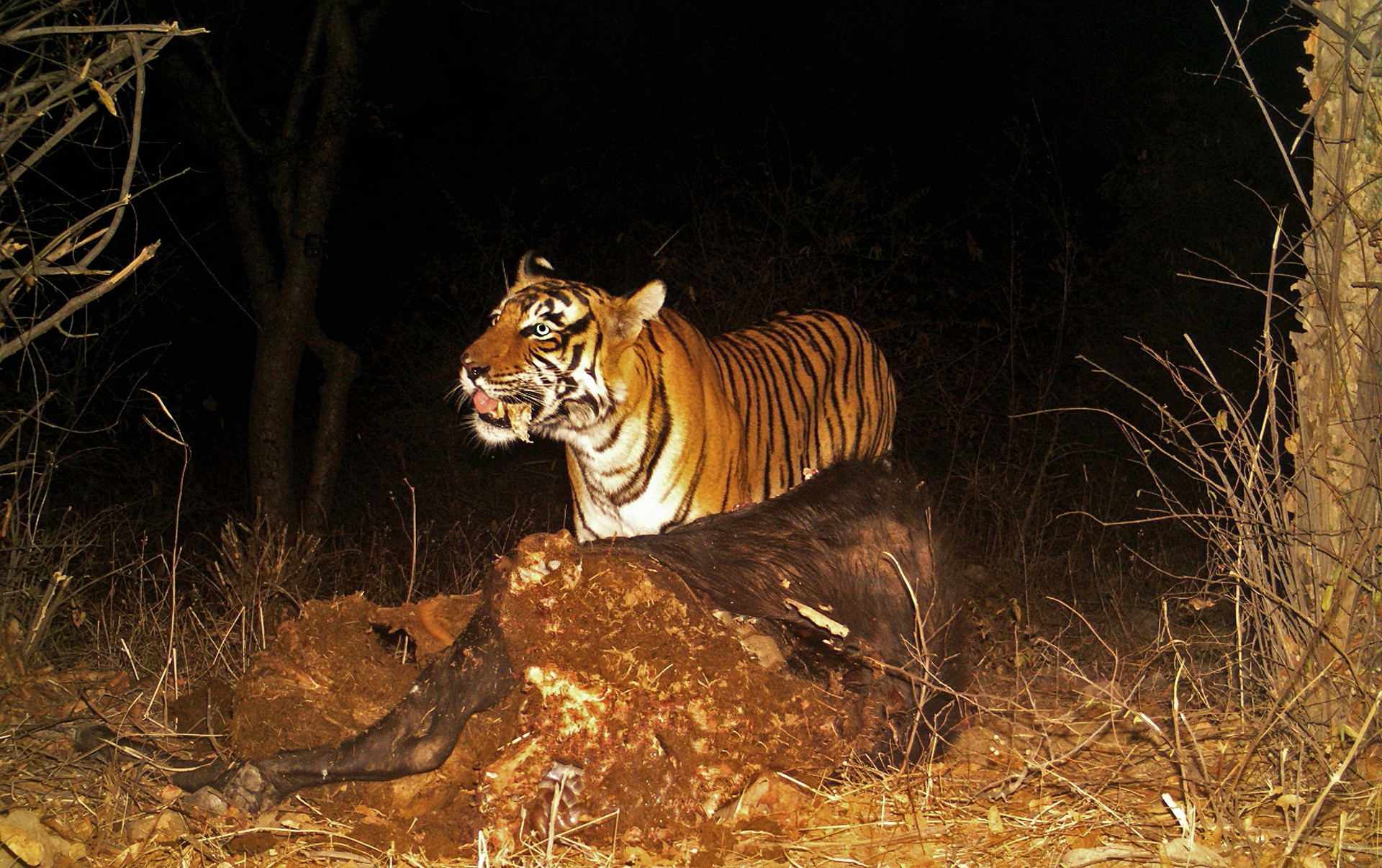 I - The Changing Diet Of Tigers In Sariska | Nature inFocus