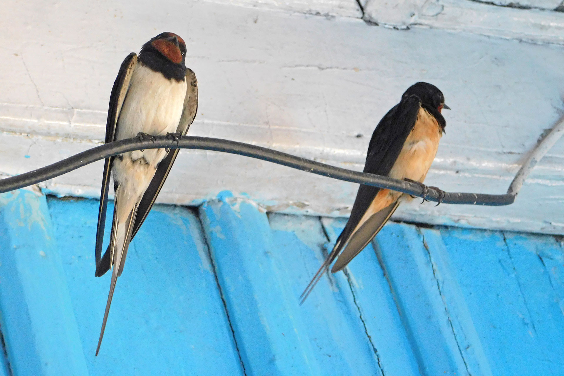      Image   swallow pair | Nature Infocus