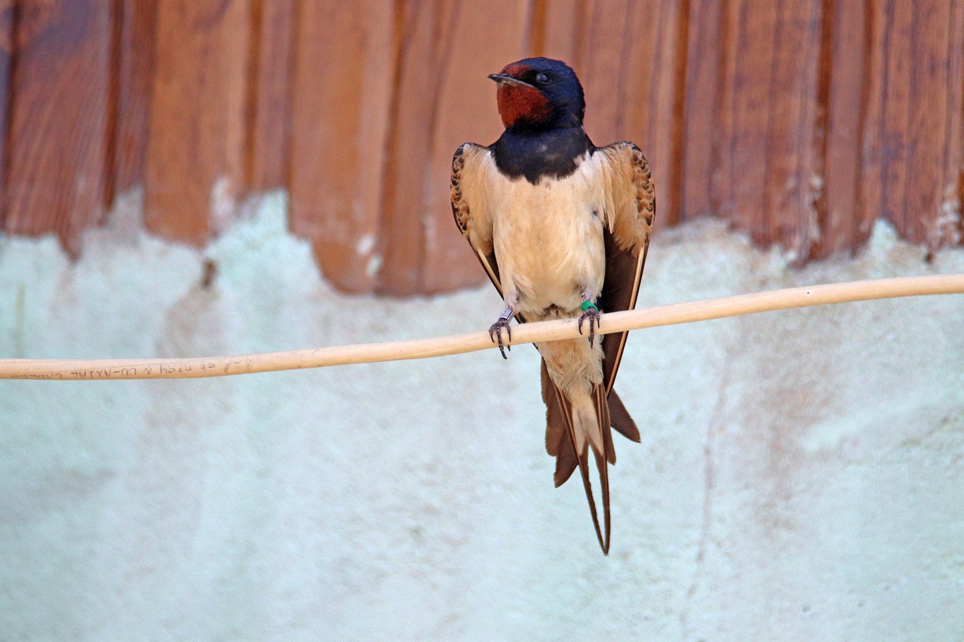      Image   Katij with ring | Nature Infocus