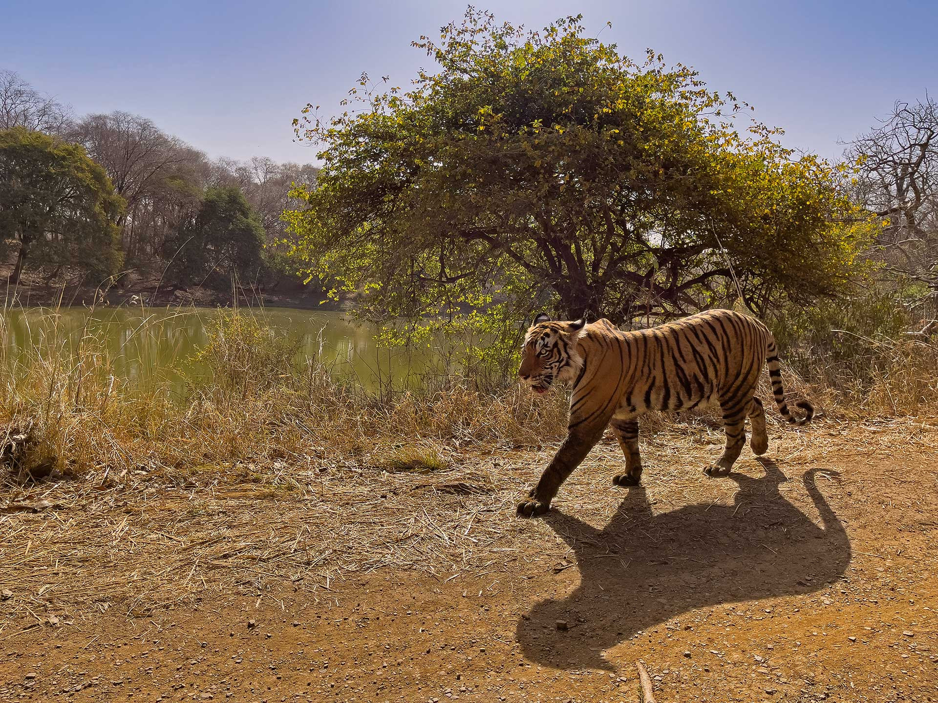 IMG | Nature Infocus