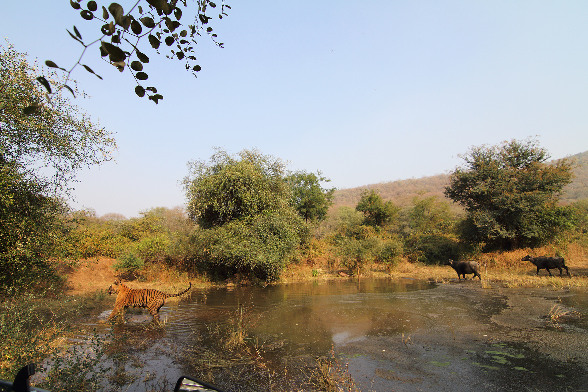 Img - The Changing Diet Of Tigers In Sariska | Nature inFocus