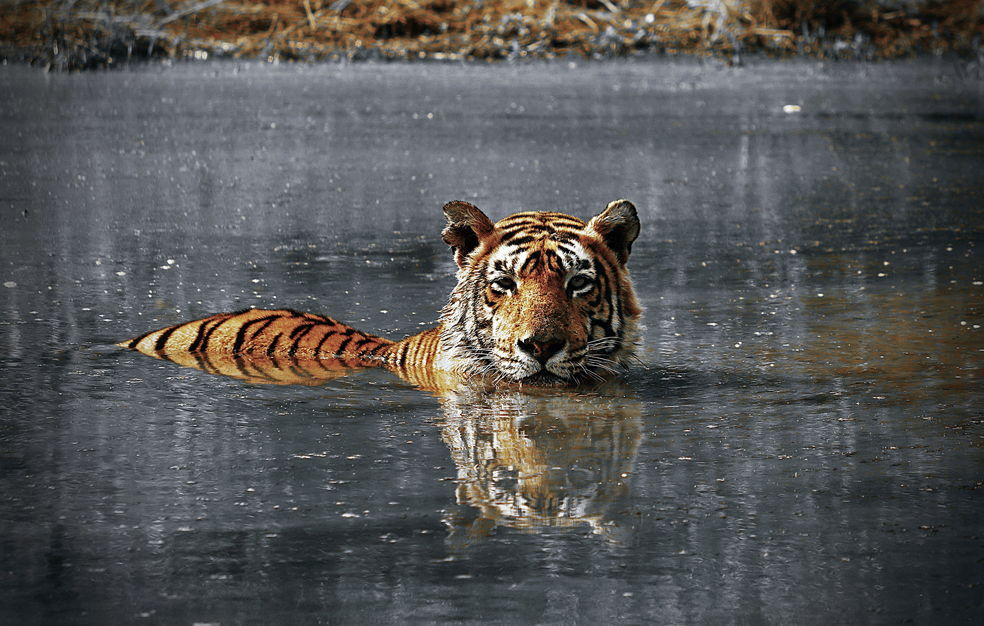 Img      copy - The Changing Diet Of Tigers In Sariska | Nature inFocus