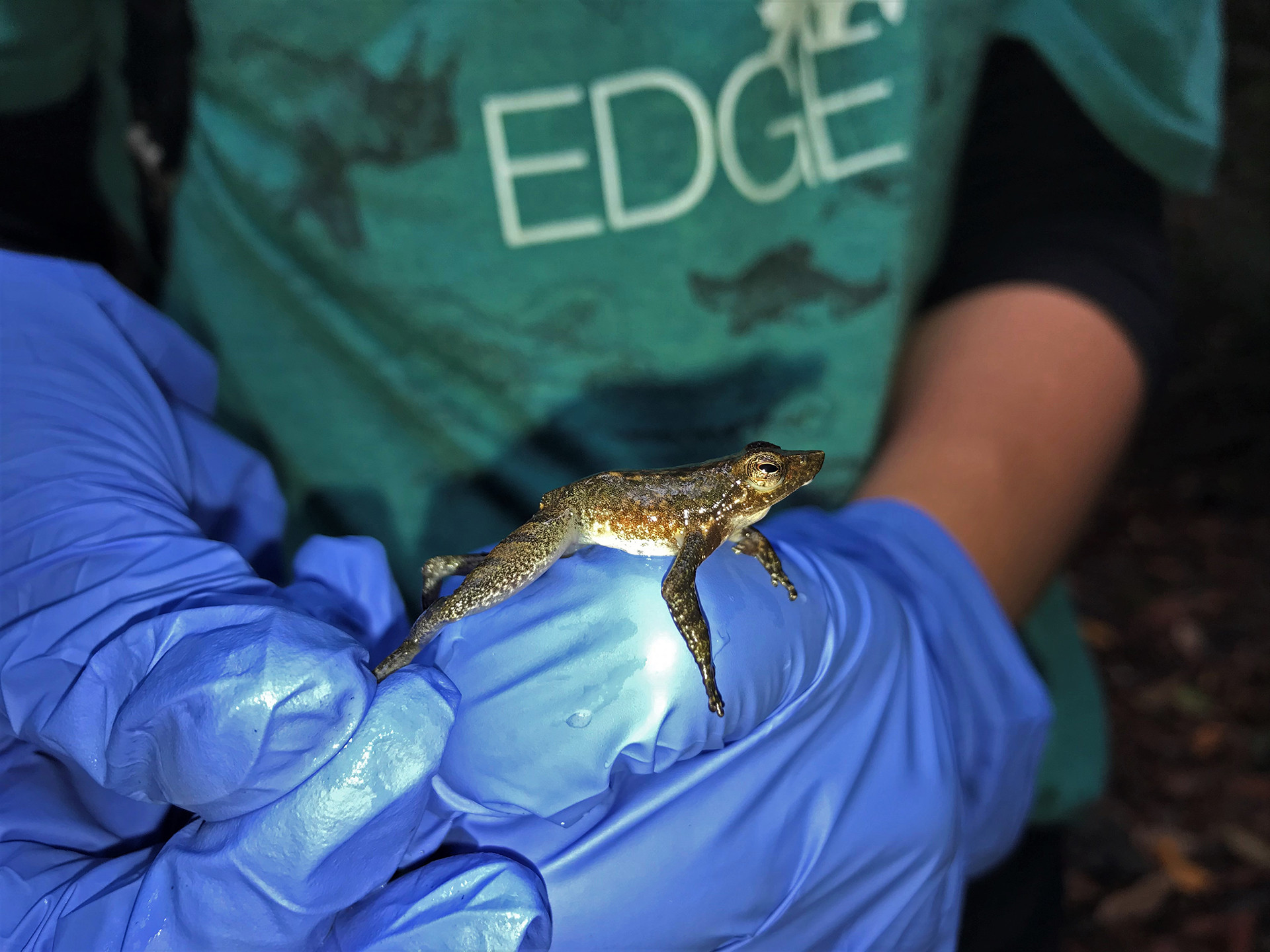 In hand - The Foot-Flagging Frogs Of The Western Ghats | Nature inFocus