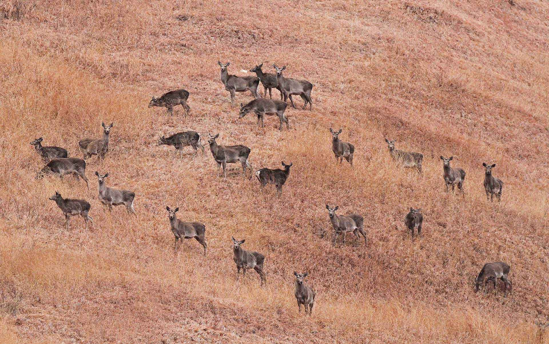      Jammu Kashmir Hangul | Nature Infocus
