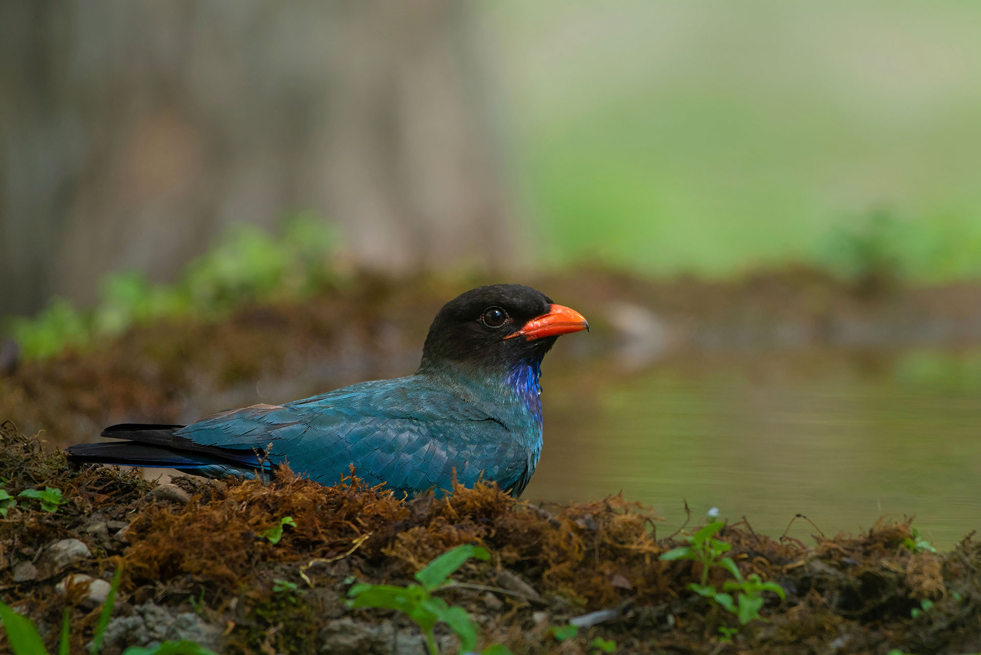 Jamoon Dollar Bird on Jamoon Hide MKH NWK | Nature Infocus