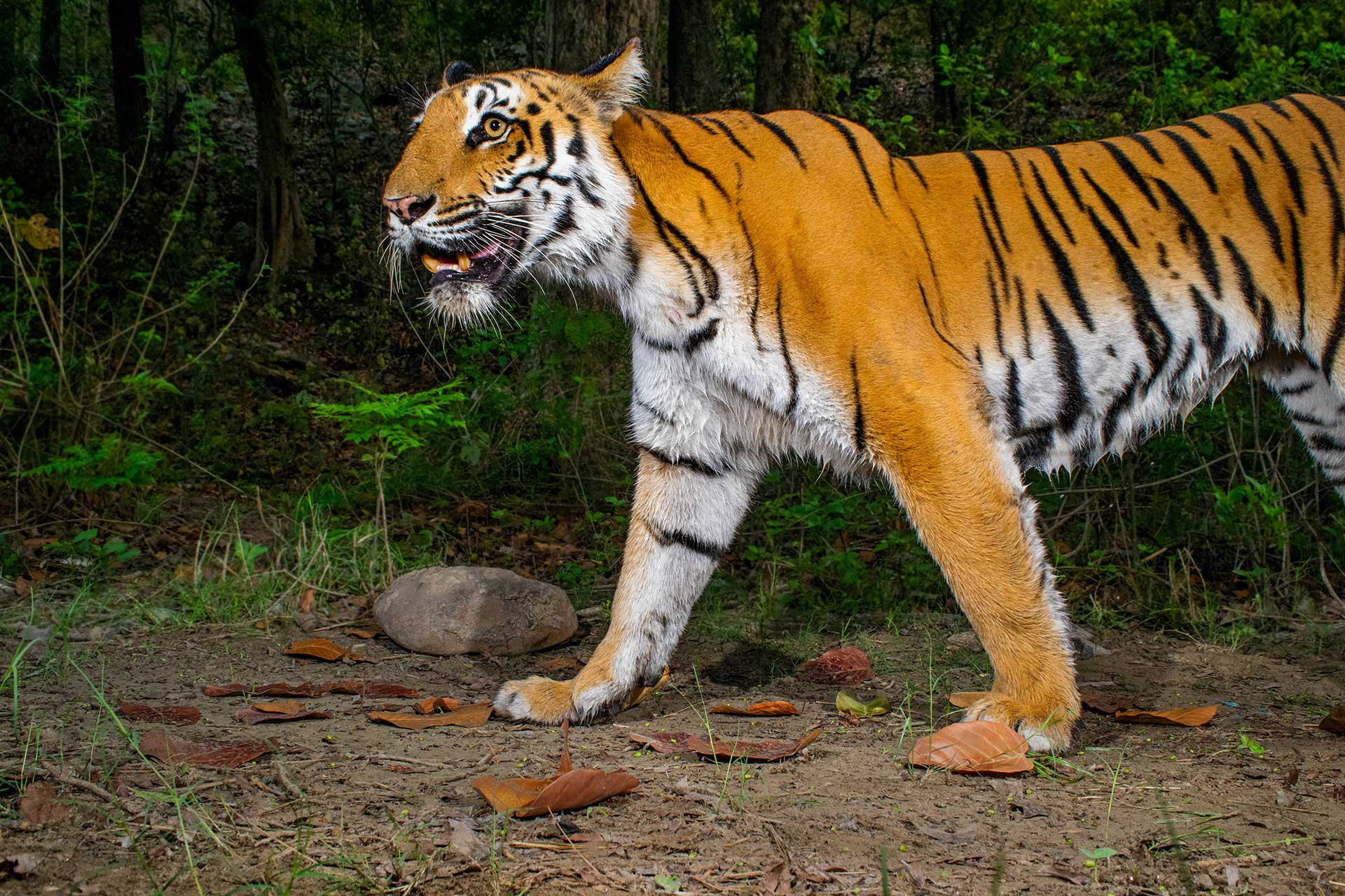 Jamoon Female Tiger CT DSC NWK | Nature Infocus
