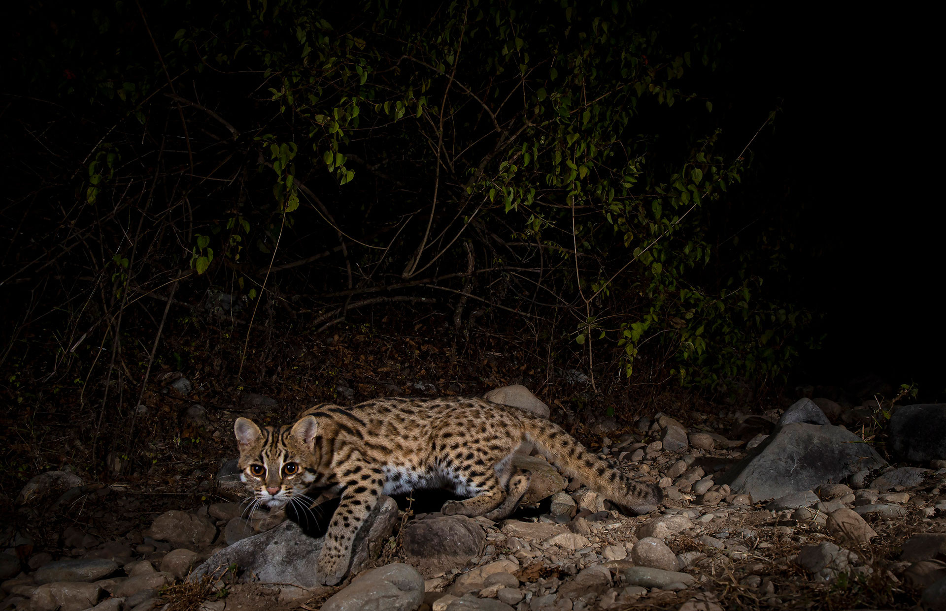 Jamoon MG | Nature Infocus
