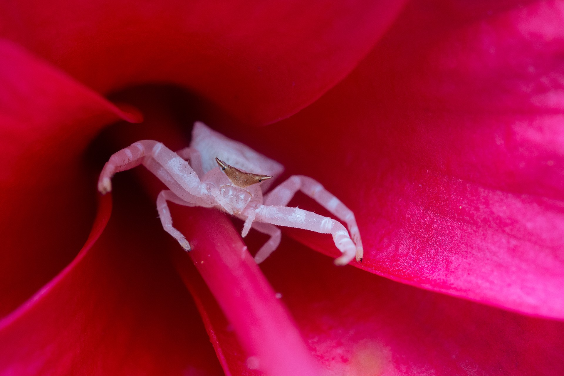 Jithesh pai spider rainforests - The Wild Nation – Rainforests | Nature inFocus