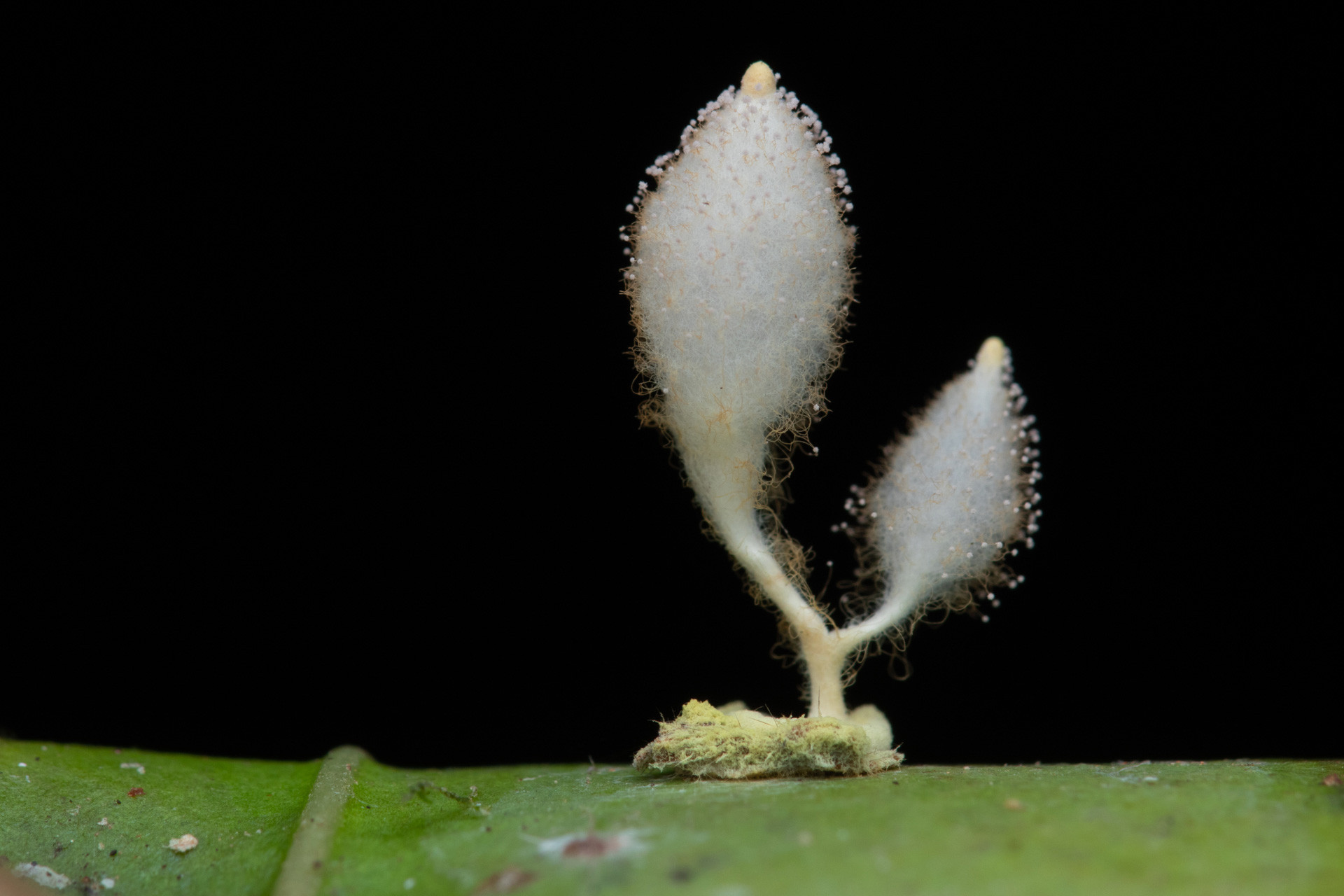 entomopathogenic fungi Gibellula sp