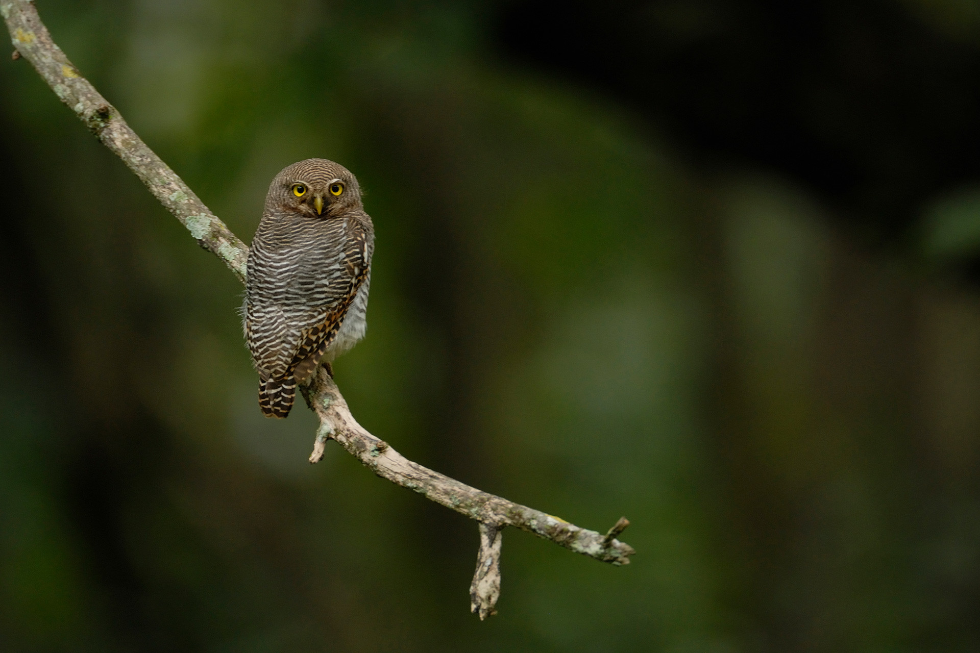 JungleOwlet DSC | Nature Infocus