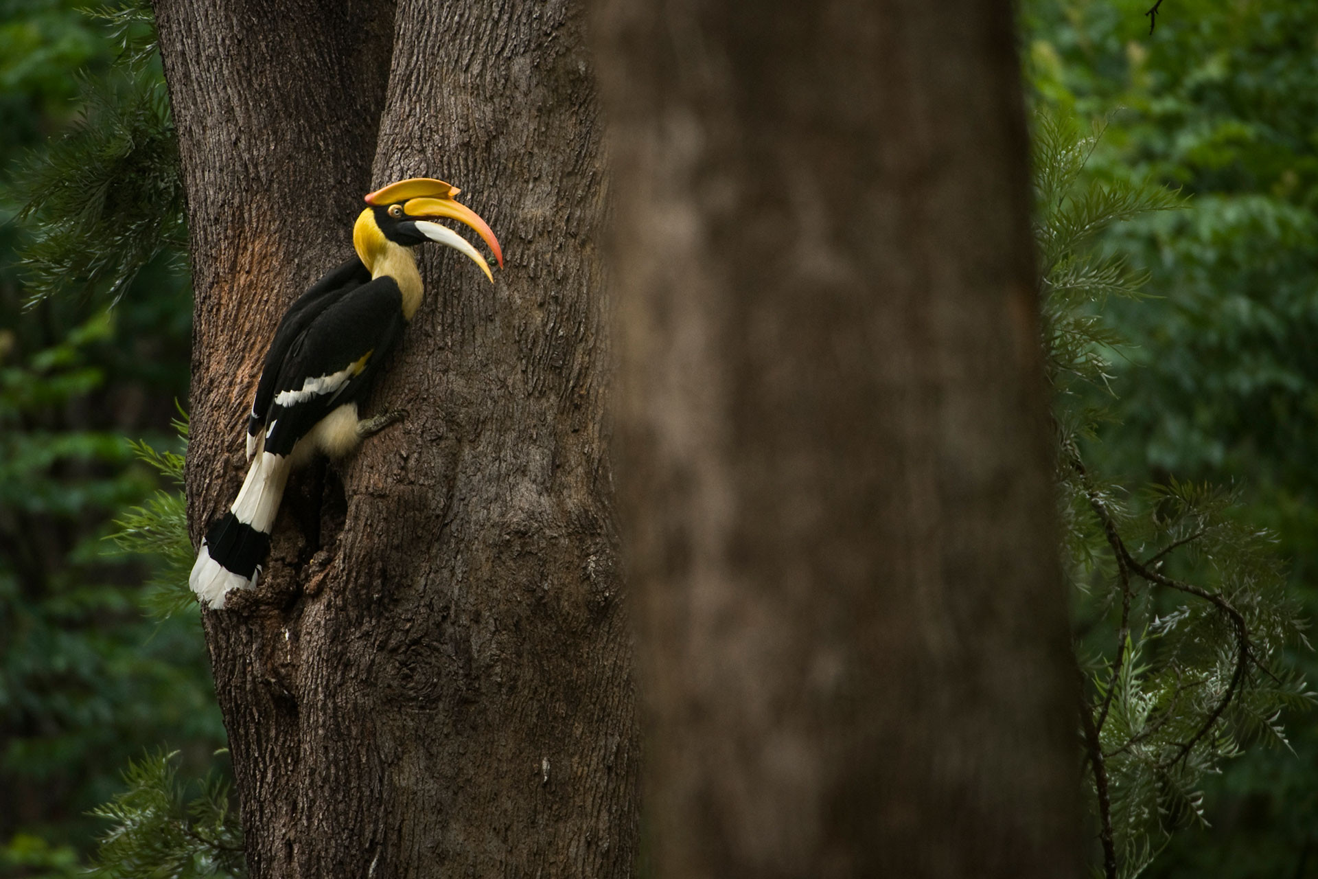 Kalyan GH D | Nature Infocus