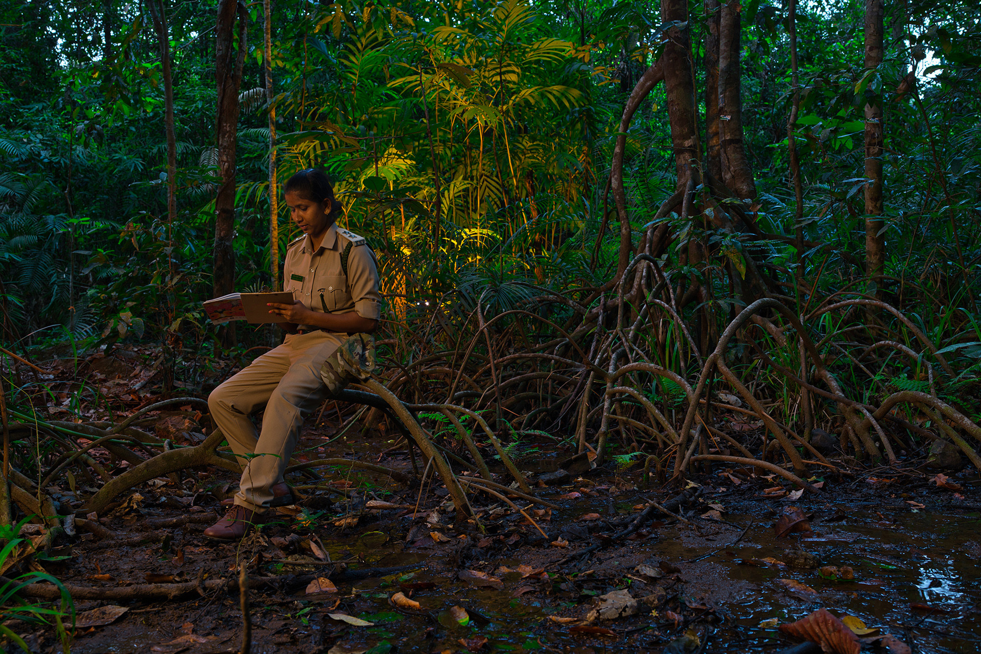 Kathlekan forest for nif - Celebrating The Forests Of Karnataka | Nature inFocus