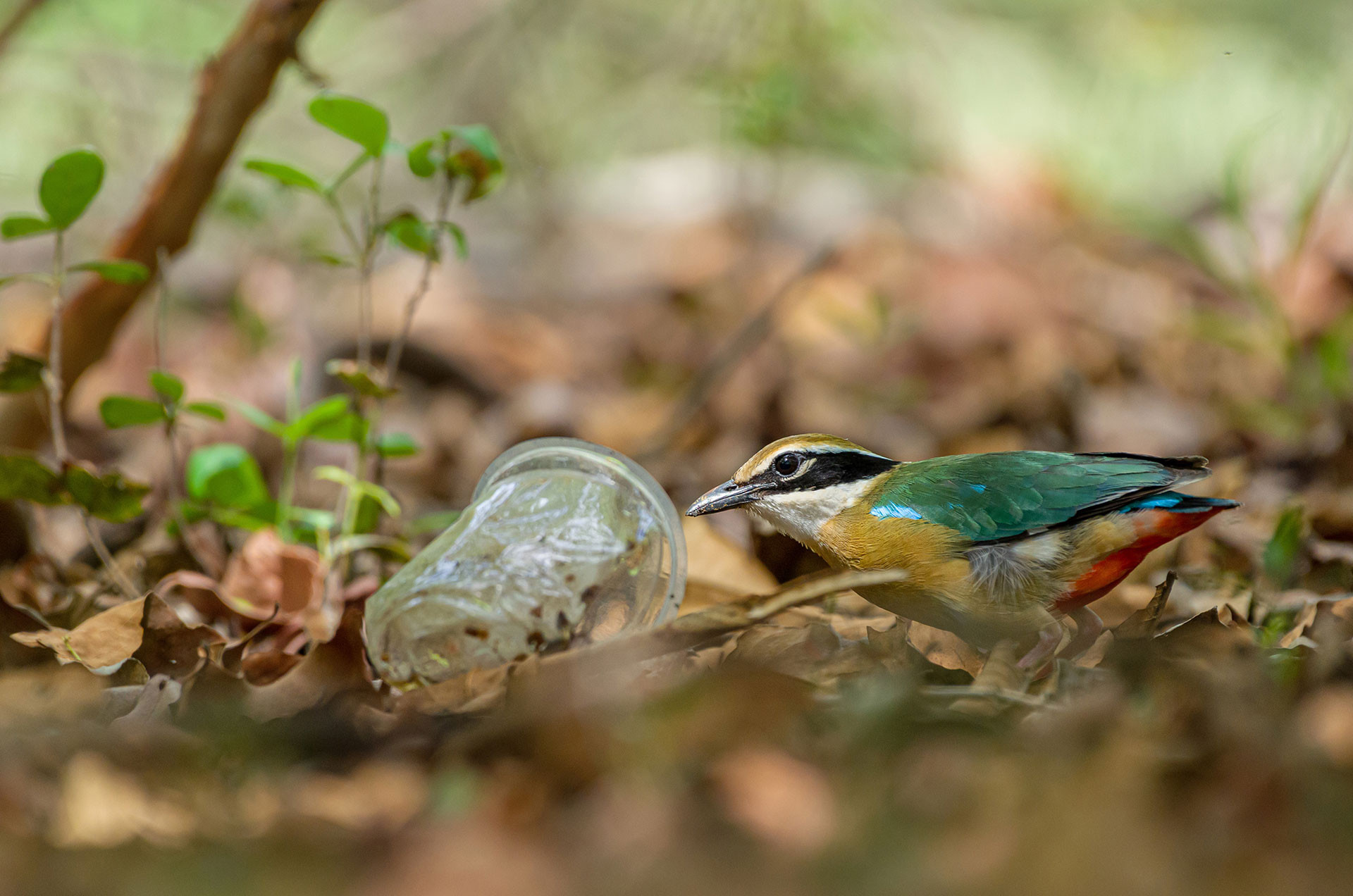 Indian Pitta with garbage | Nature inFocus