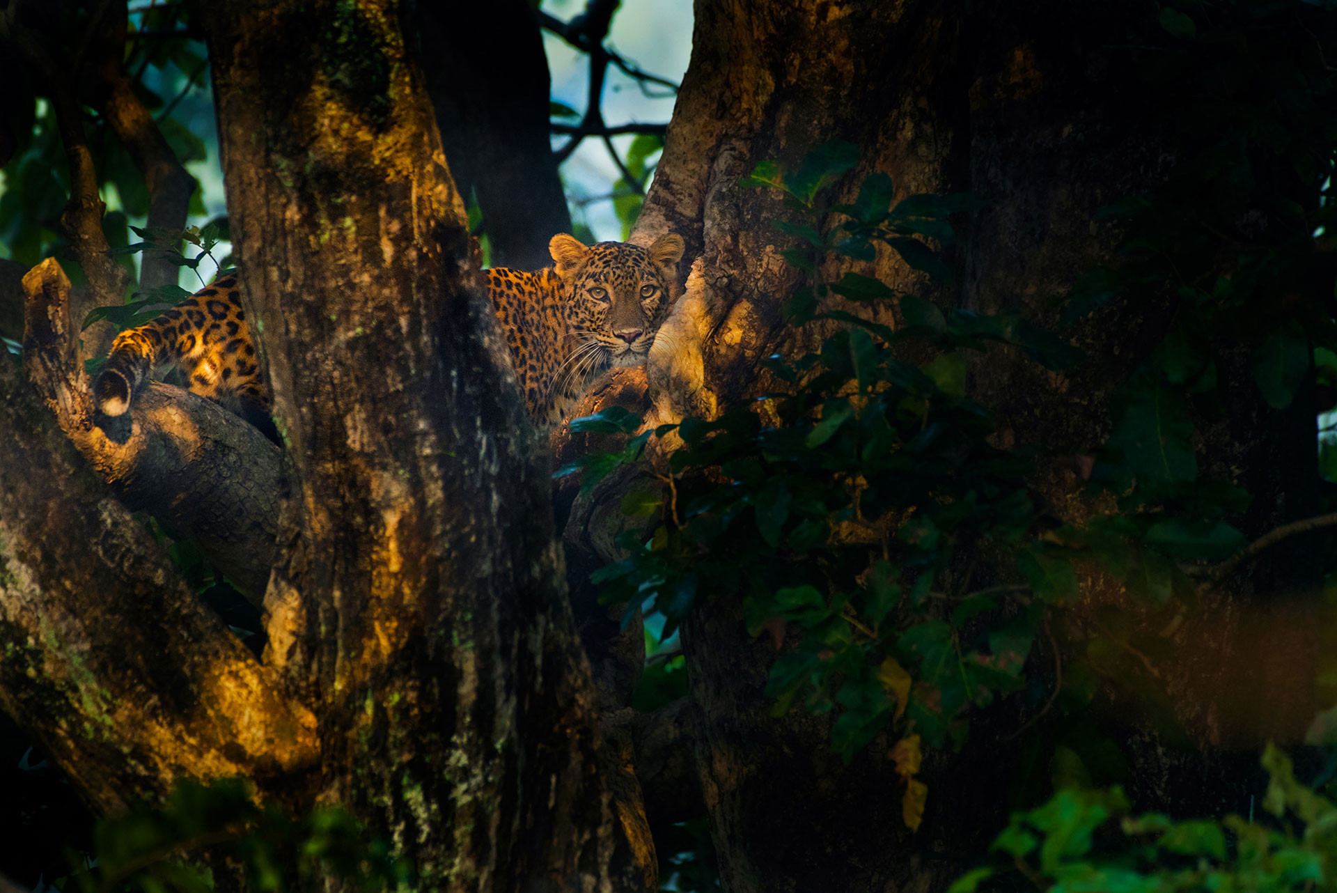 Leopard F on a tree MKH NWK | Nature Infocus