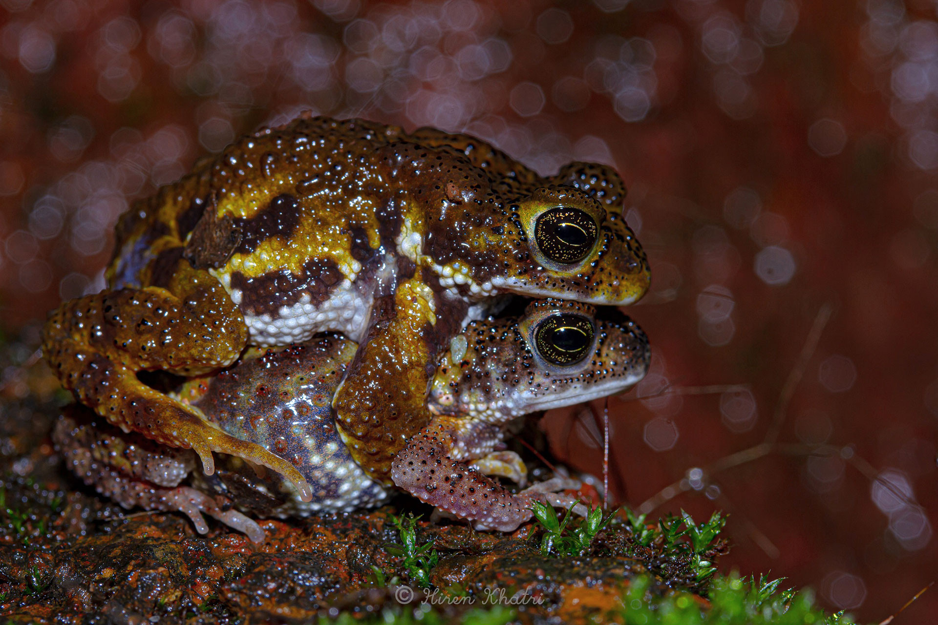 Maharashtra Hiren Khatri | Nature Infocus