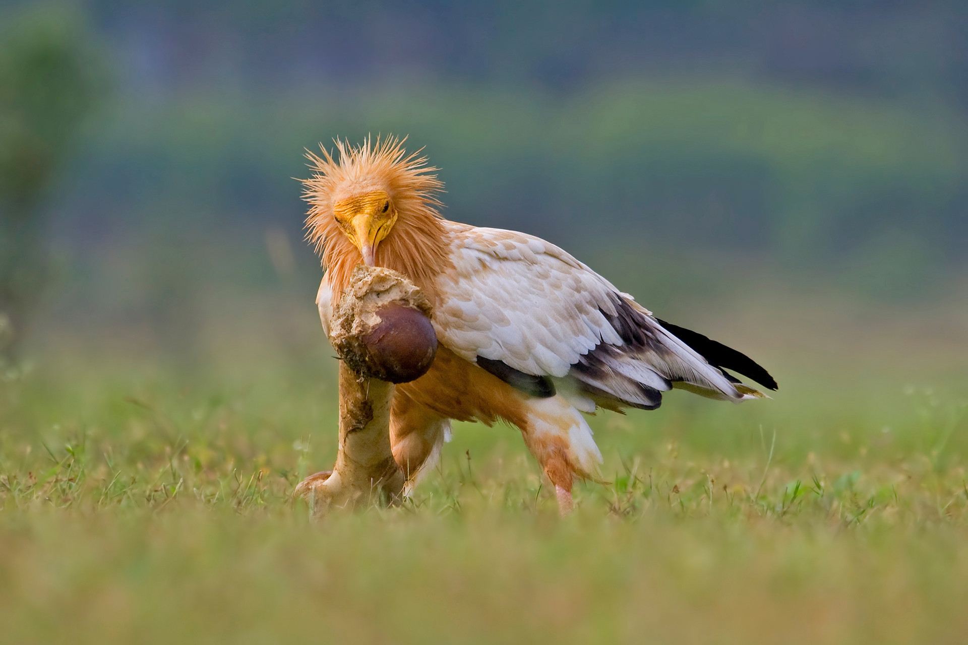 Egyptian Vulture or White Scavenger Vulture Neophron percnopterus