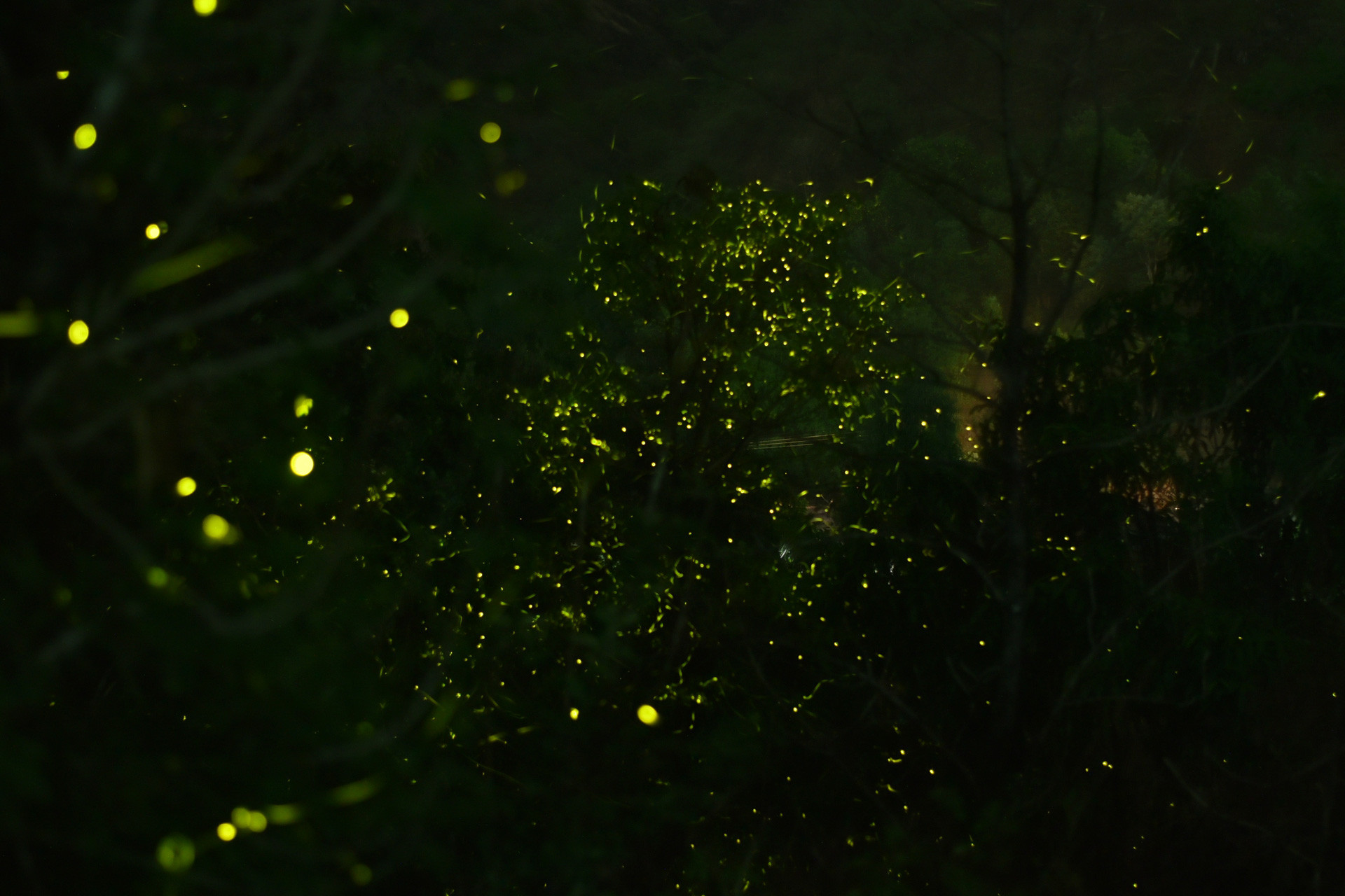 Mandar Ghumare | Nature Infocus