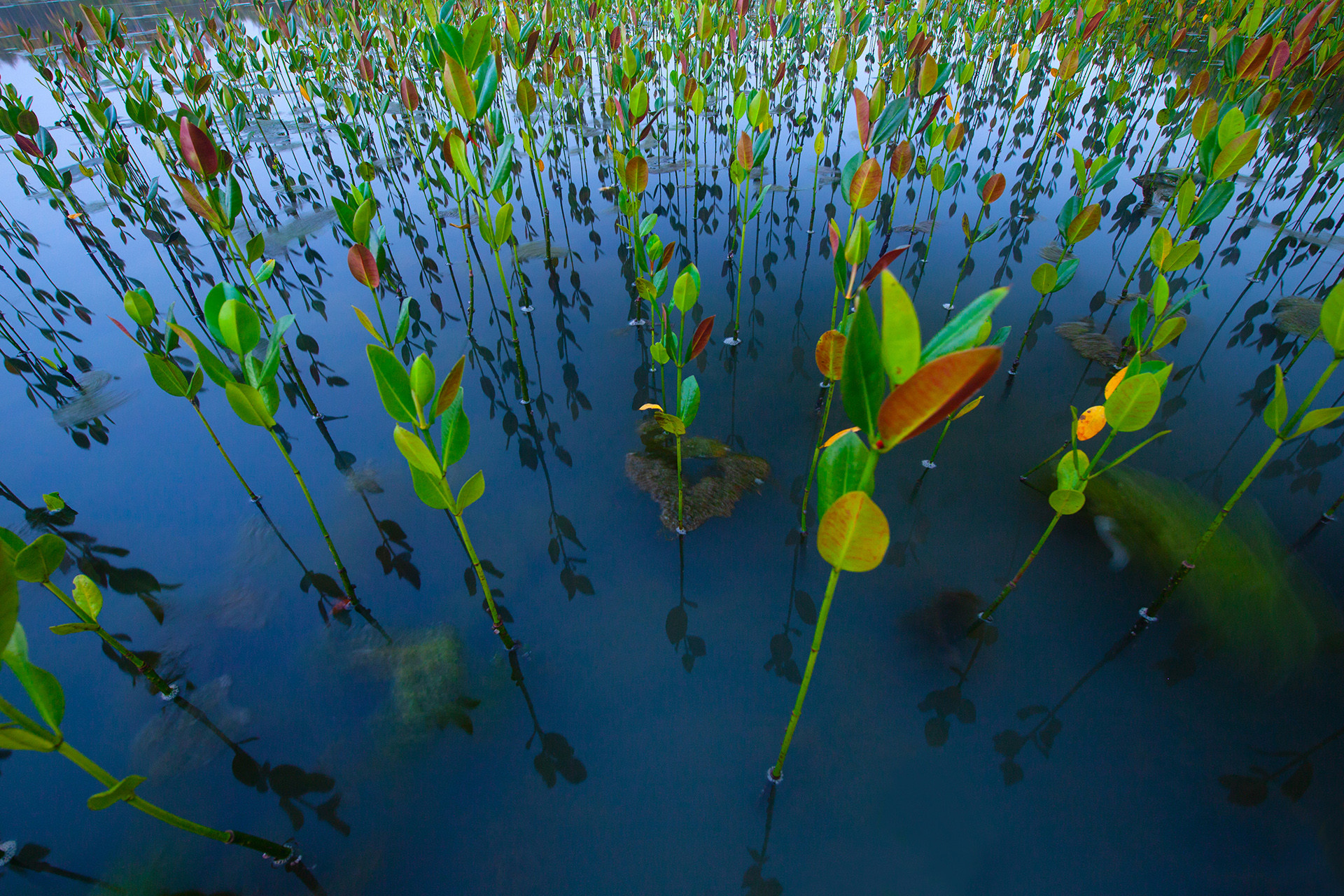 Mangrove karwar for nif - Celebrating The Forests Of Karnataka | Nature inFocus