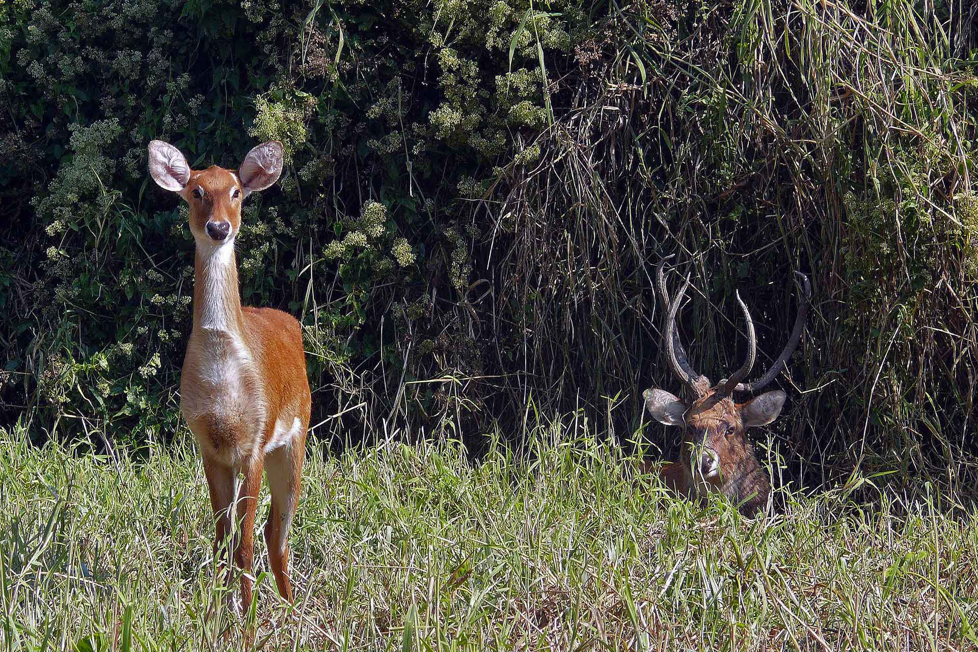 Manipur Sangai Brow antlered Deer Rucervus eldii eldii Manipur Raju Kasambe | Nature Infocus