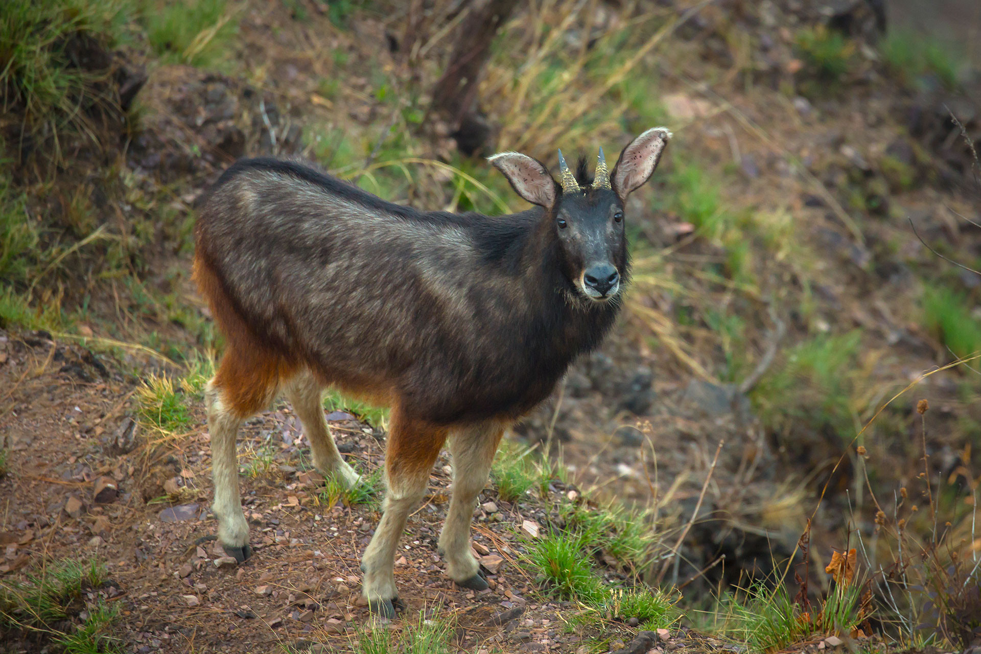      mizoram saurabh sawant himalayan serow uttarakhand      mg      | Nature Infocus