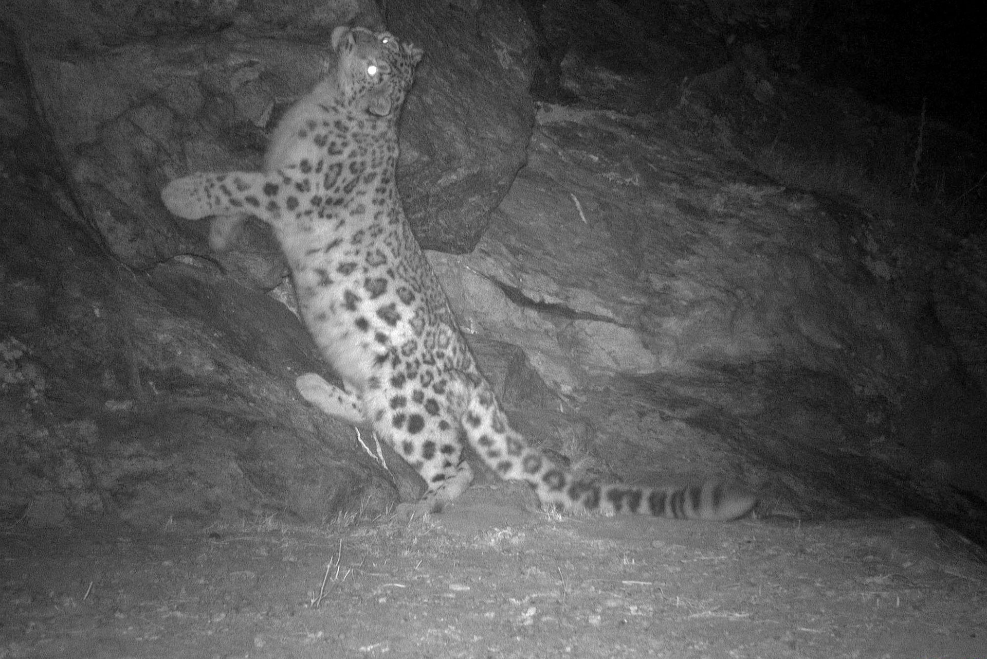 Snow Leopard captured on camera trap 