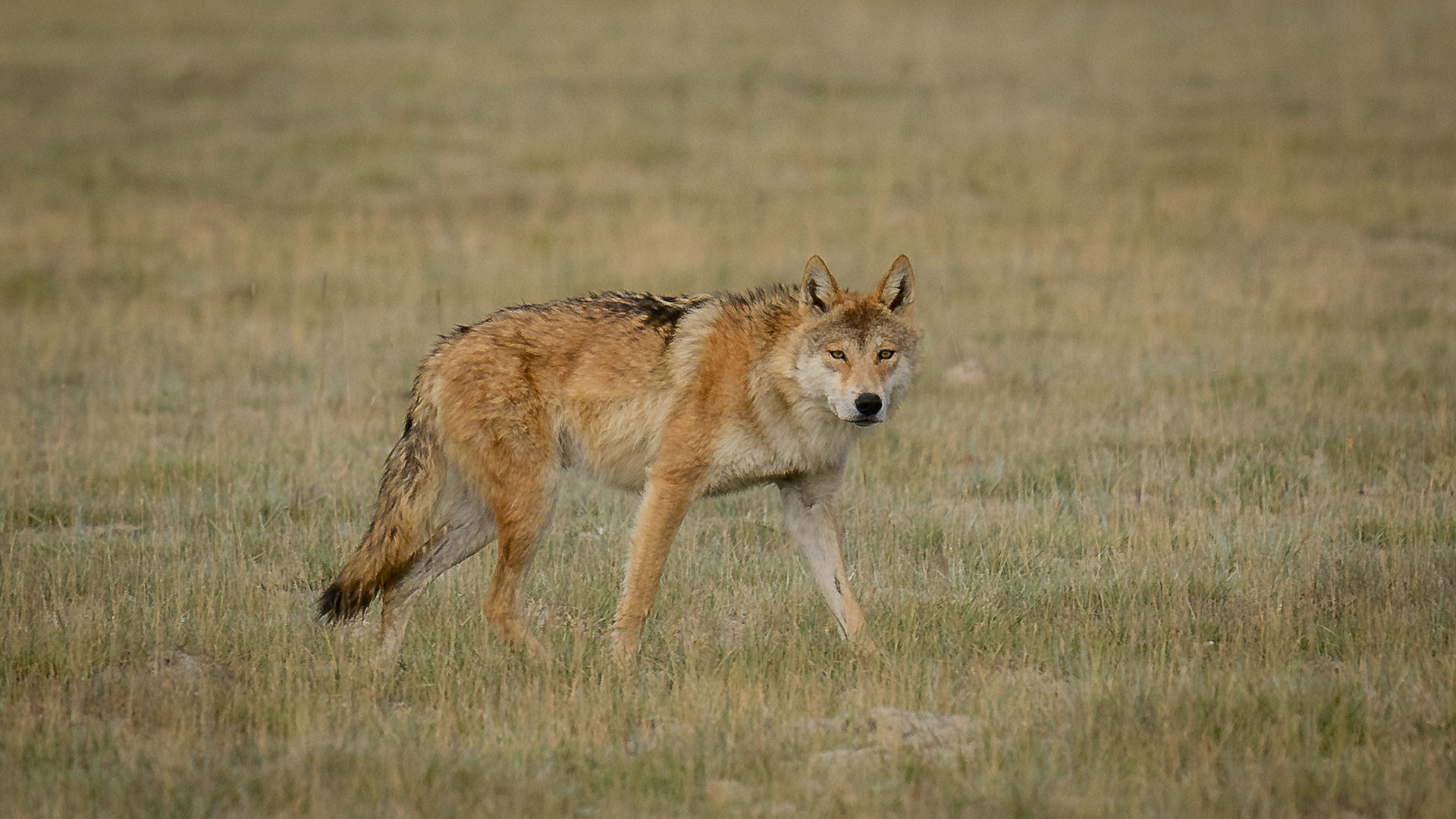 MN DSC | Nature Infocus