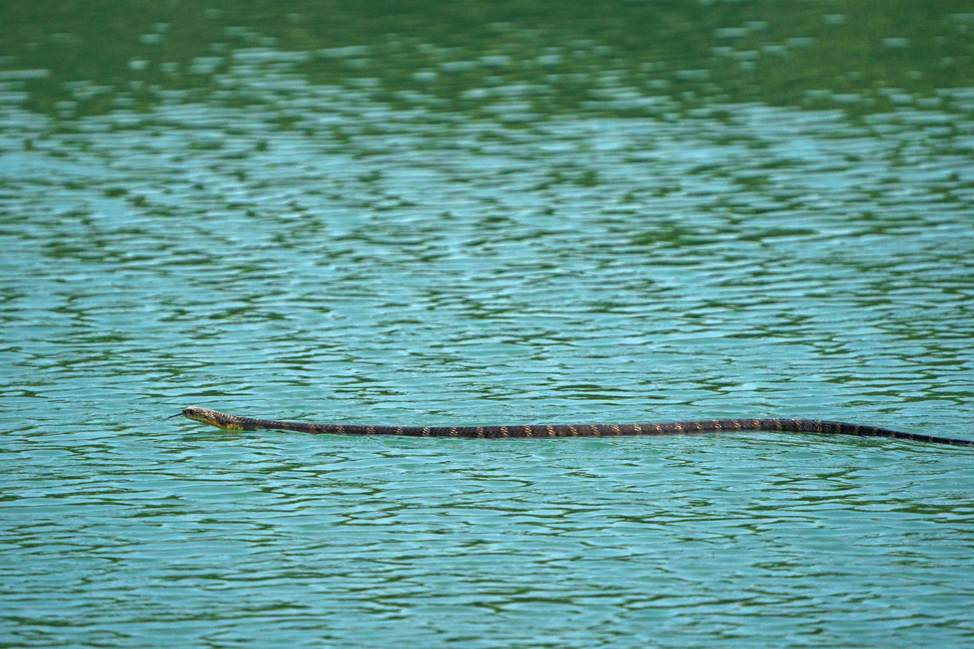 A King Cobra swims across a water body at the Sunderbans National Park | Nature inFocus