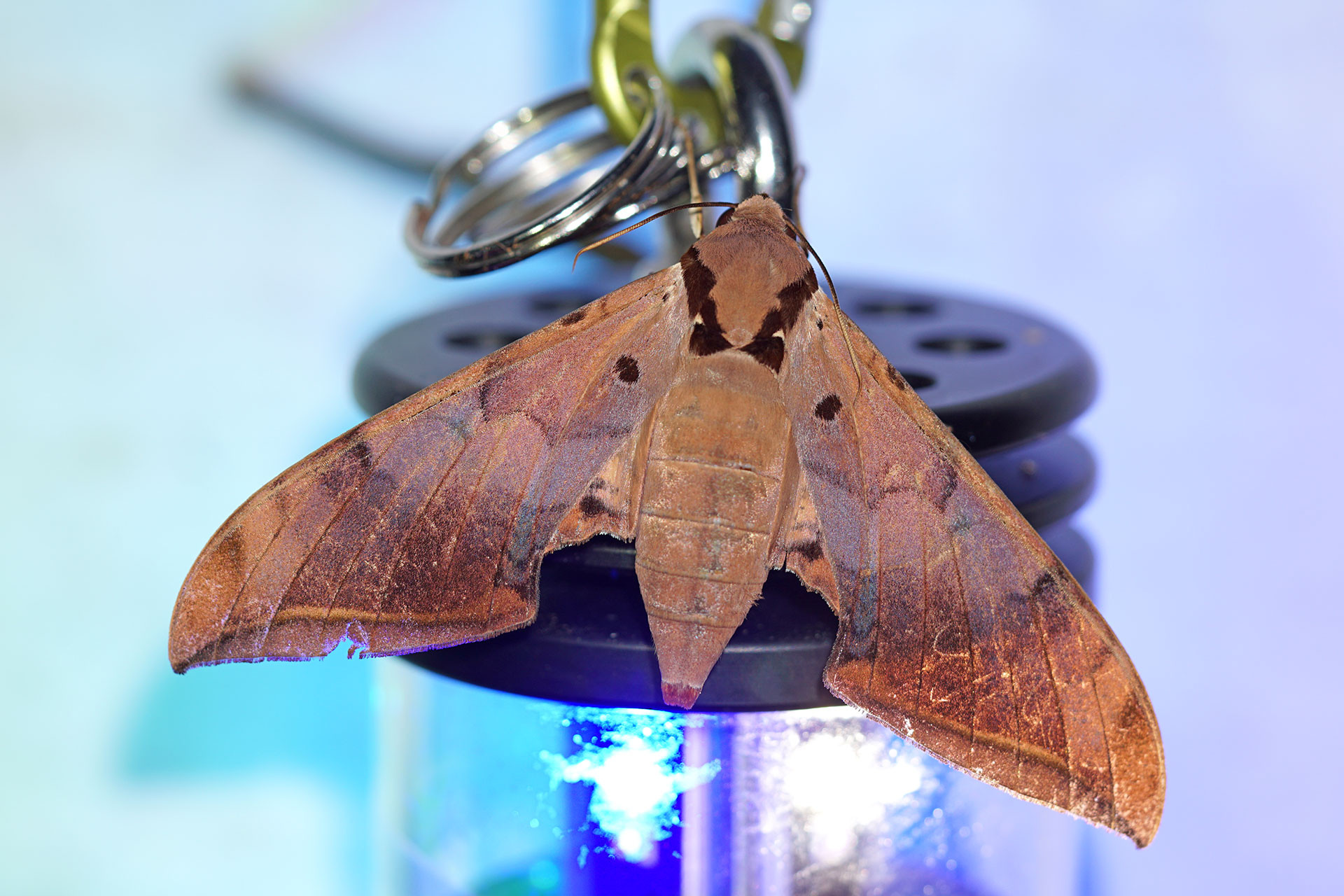 Ambulyx sp. | Nature inFocus