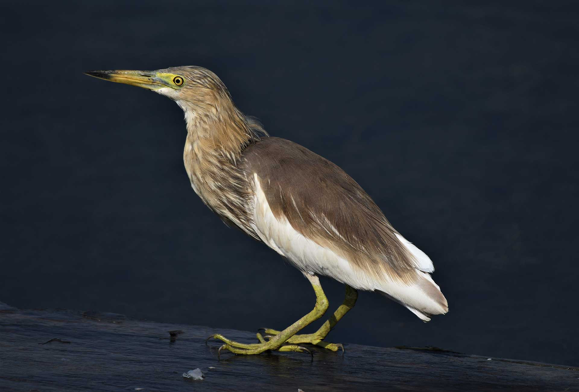 Indian Pond-Heron (Ardeola grayii) | Nature inFocus