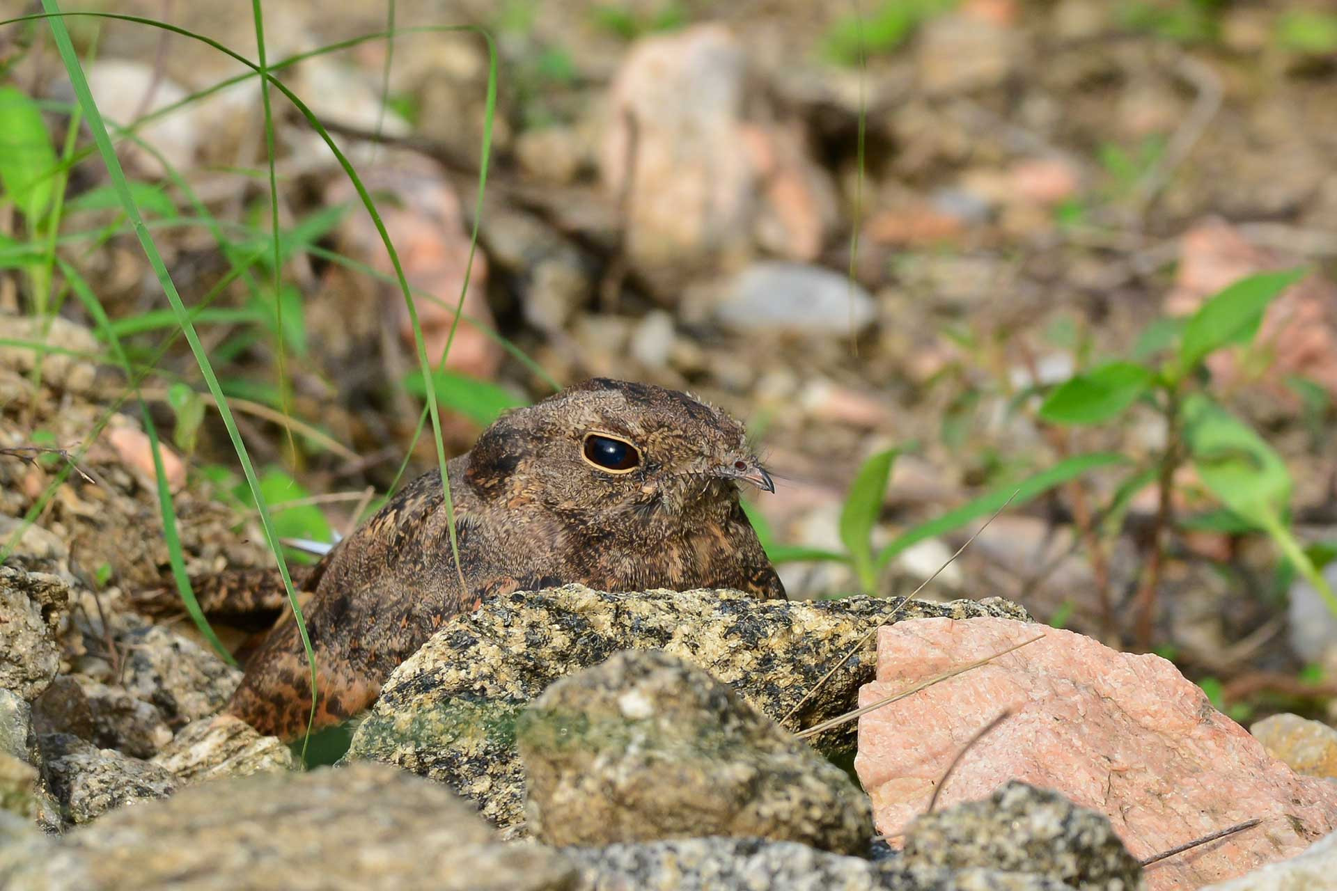 Nightjar Sonkhaliya | Nature Infocus