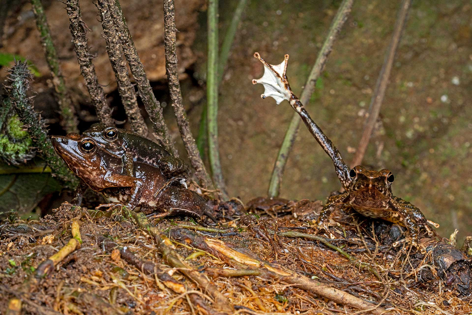Dancing frogs endemic to the Western Ghats